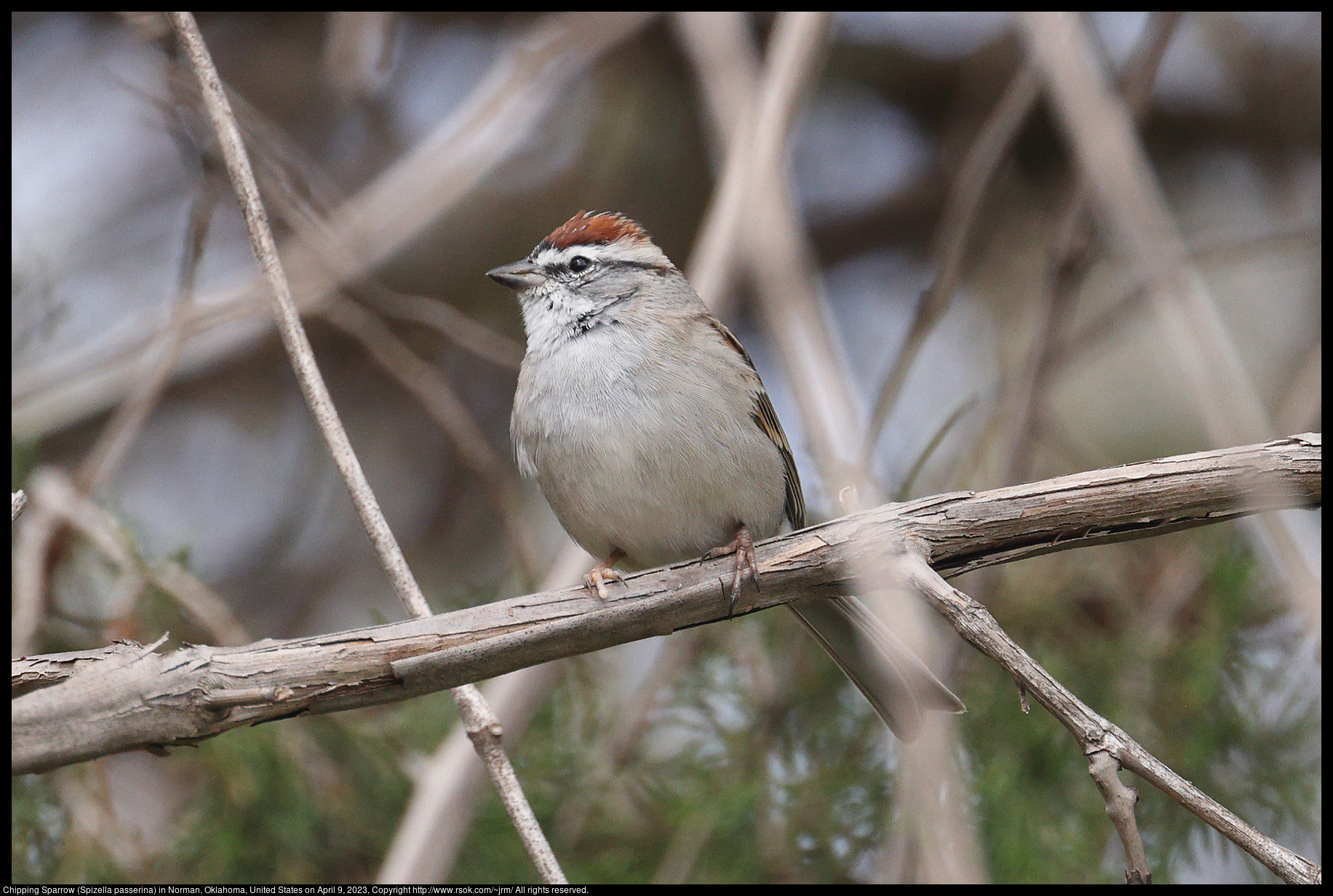 Chipping Sparrow (Spizella passerina) in Norman, Oklahoma, United States on April 9, 2023