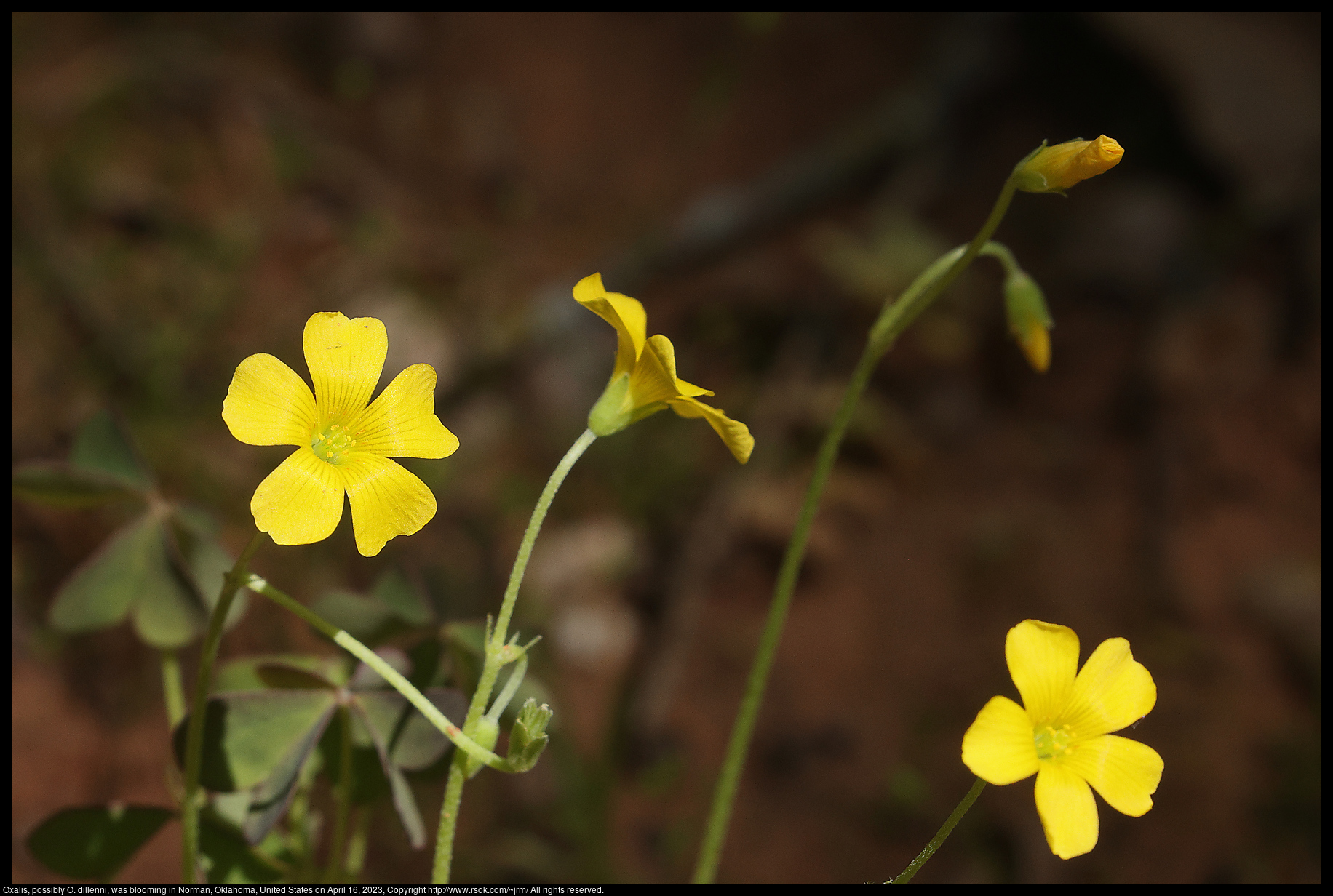 Oxalis, possibly O. dillenni, was blooming in Norman, Oklahoma, United States on April 16, 2023