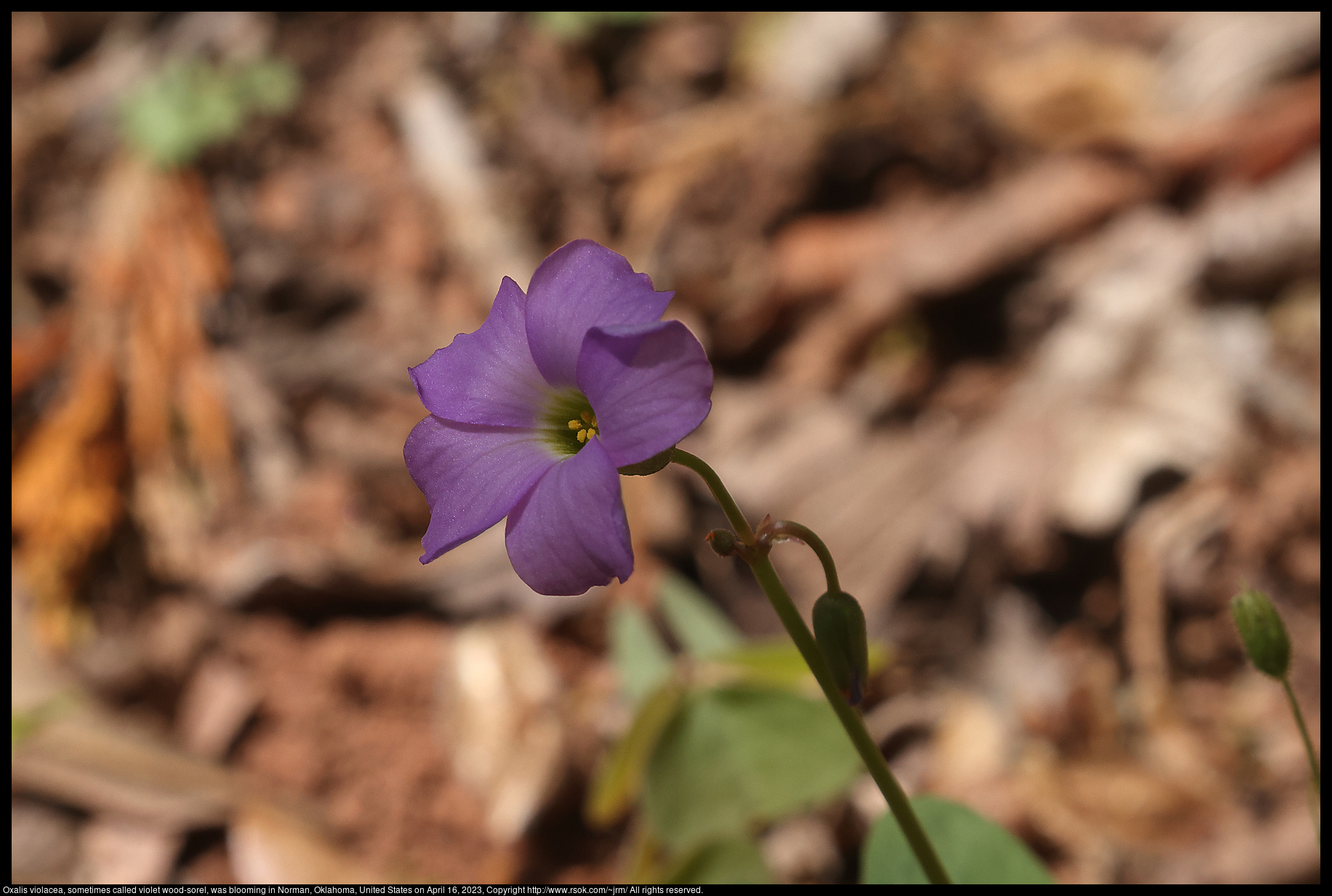 Oxalis violacea, sometimes called violet wood-sorel, was blooming in Norman, Oklahoma, United States on April 16, 2023