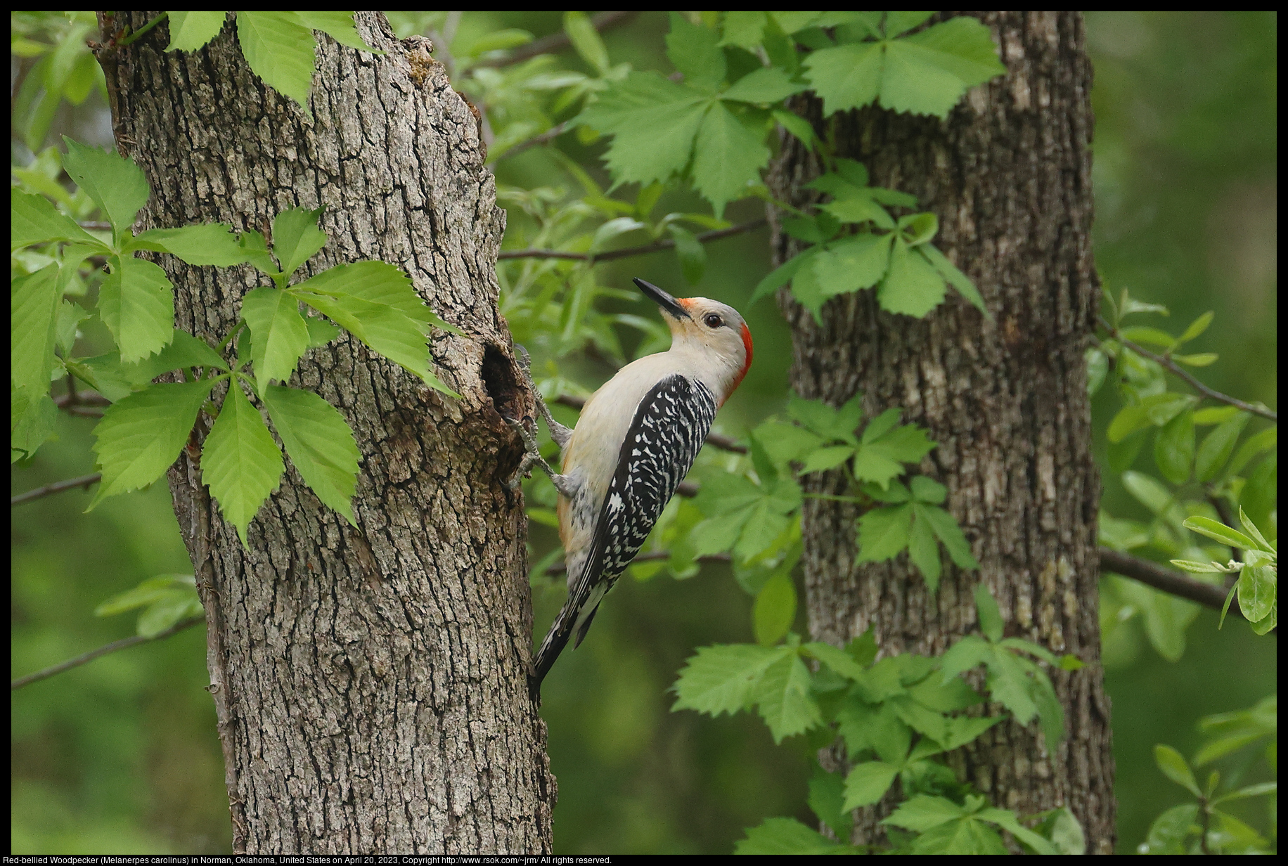 Red-bellied Woodpecker (Melanerpes carolinus) in Norman, Oklahoma, United States on April 20, 2023