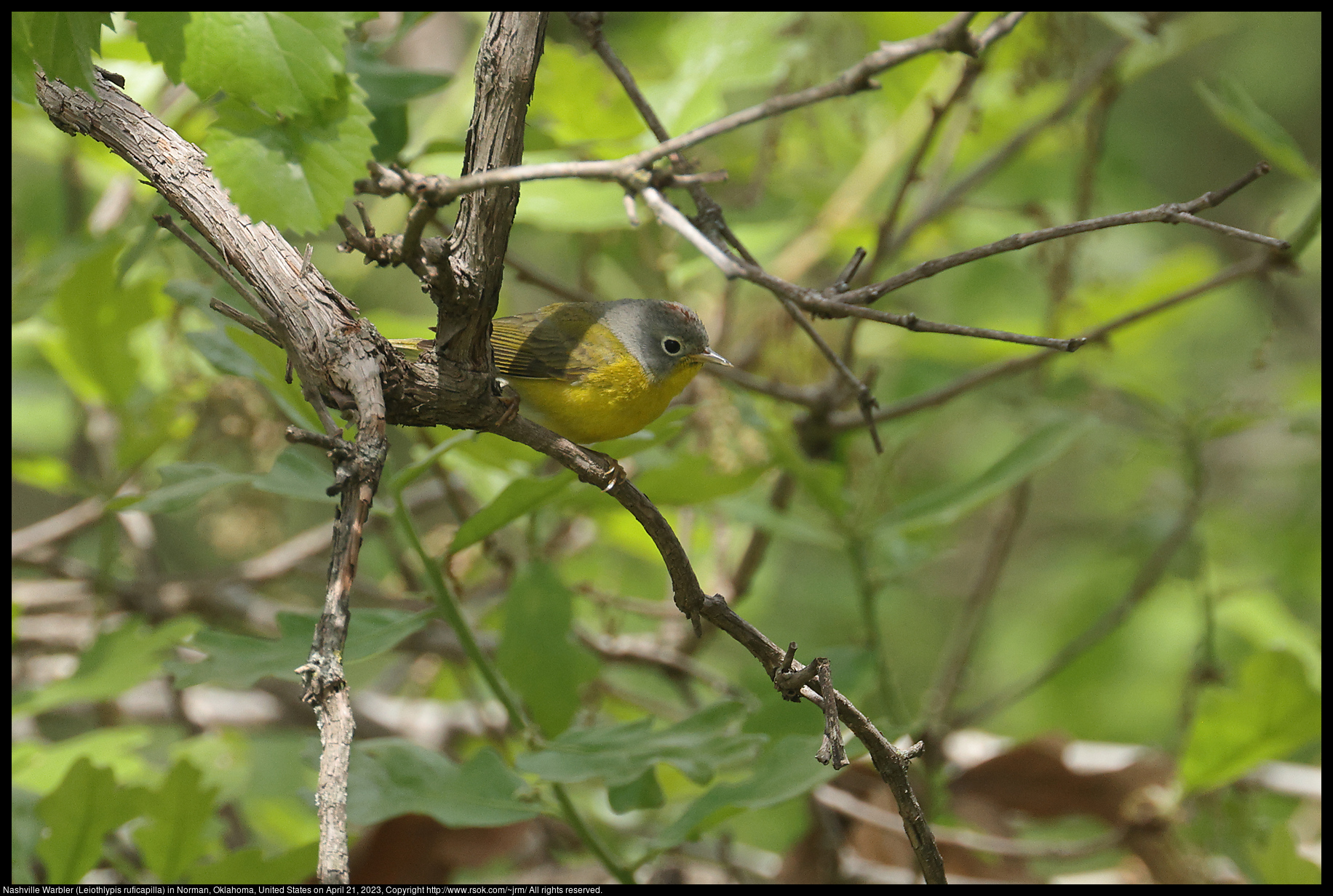 Nashville Warbler (Leiothlypis ruficapilla) in Norman, Oklahoma, United States on April 21, 2023