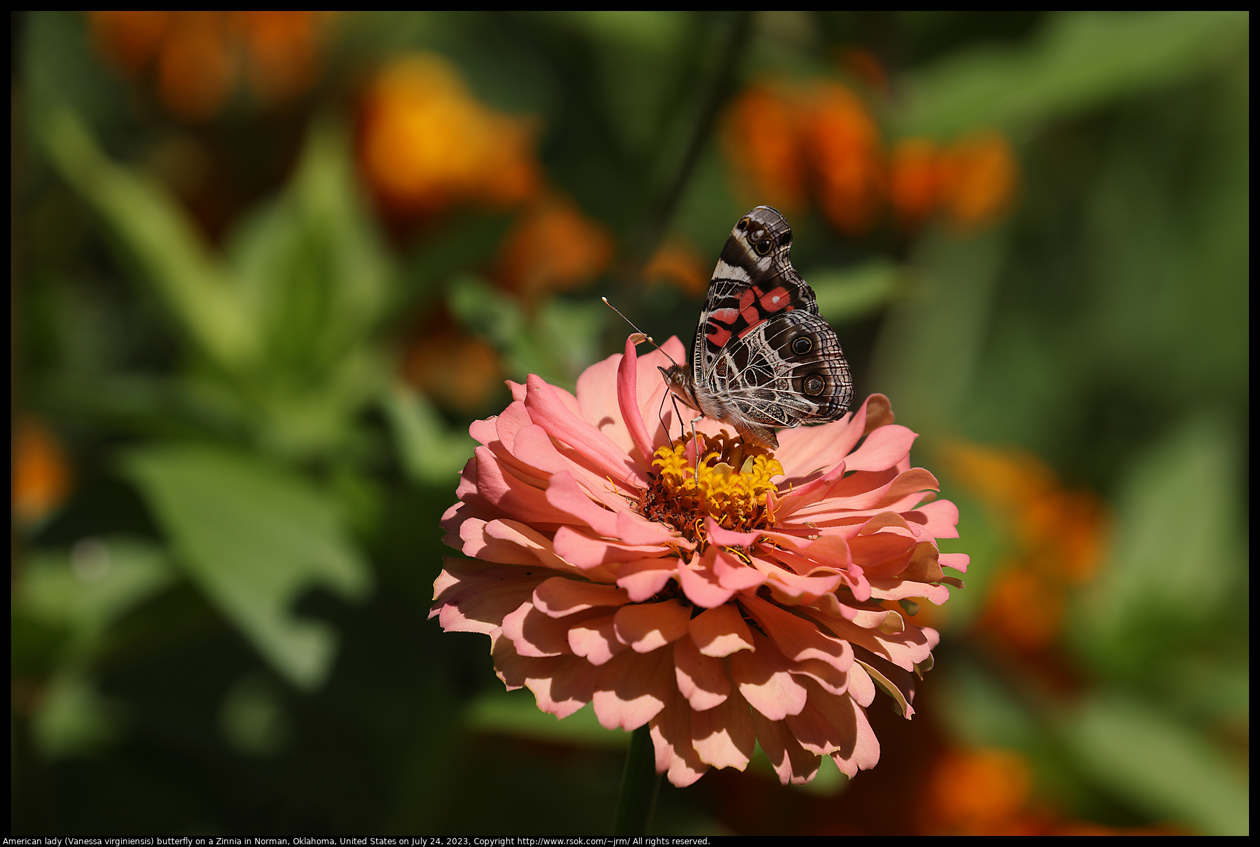 American lady (Vanessa virginiensis) butterfly on a Zinnia in Norman, Oklahoma, United States on July 24, 2023