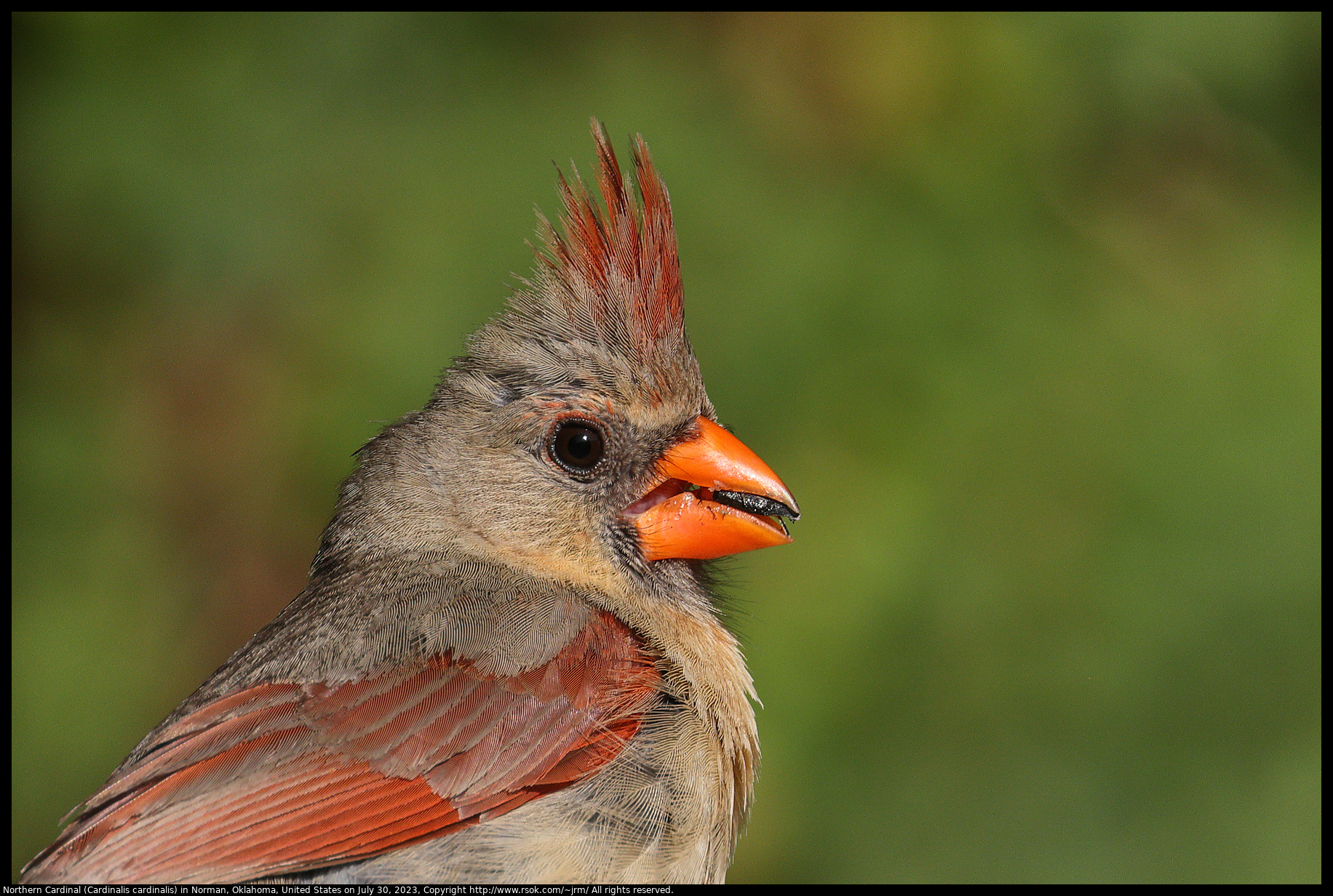 Northern Cardinal (Cardinalis cardinalis) in Norman, Oklahoma, United States on July 30, 2023