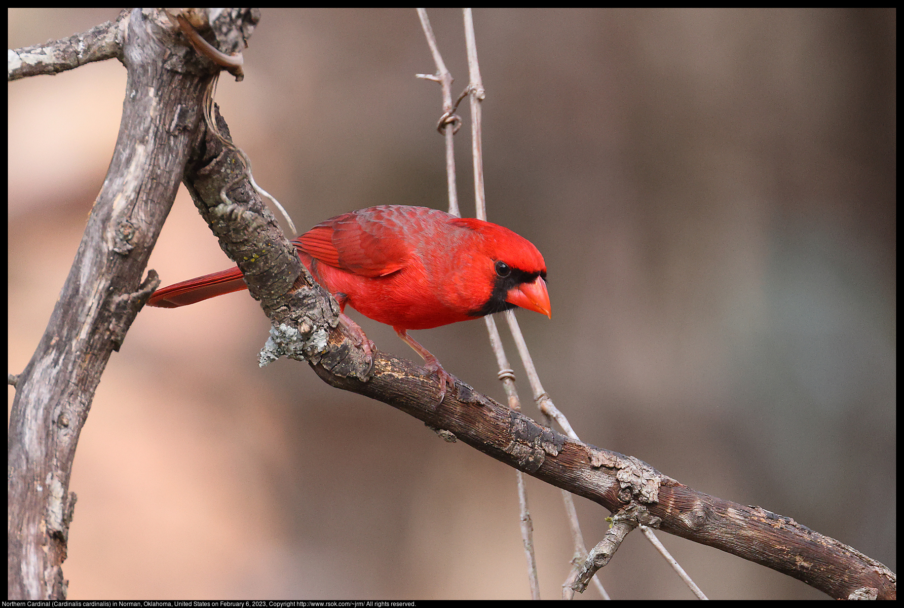 Northern Cardinal (Cardinalis cardinalis) in Norman, Oklahoma, United States on February 6, 2023