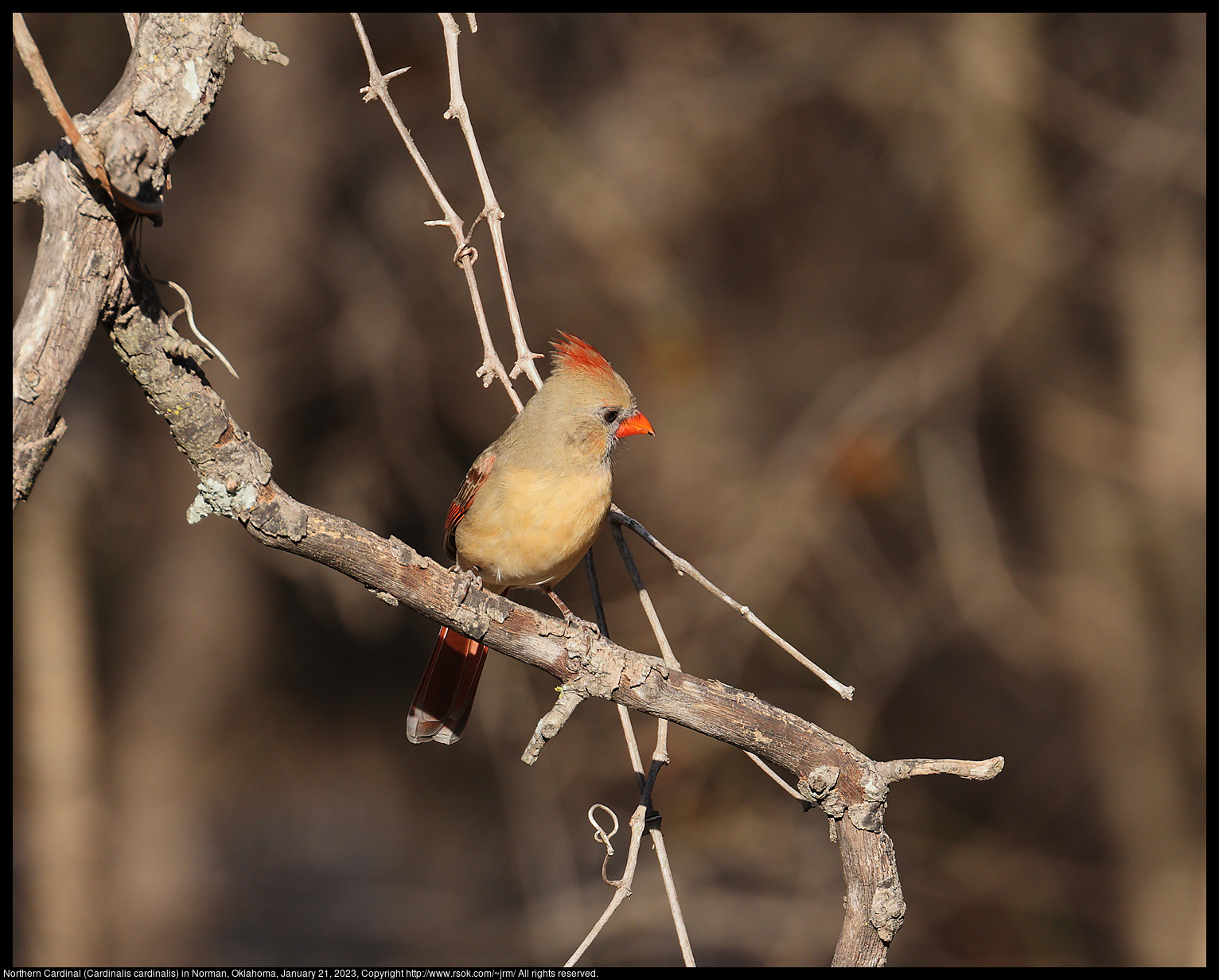 Northern Cardinal (Cardinalis cardinalis) in Norman, Oklahoma, January 21, 2023