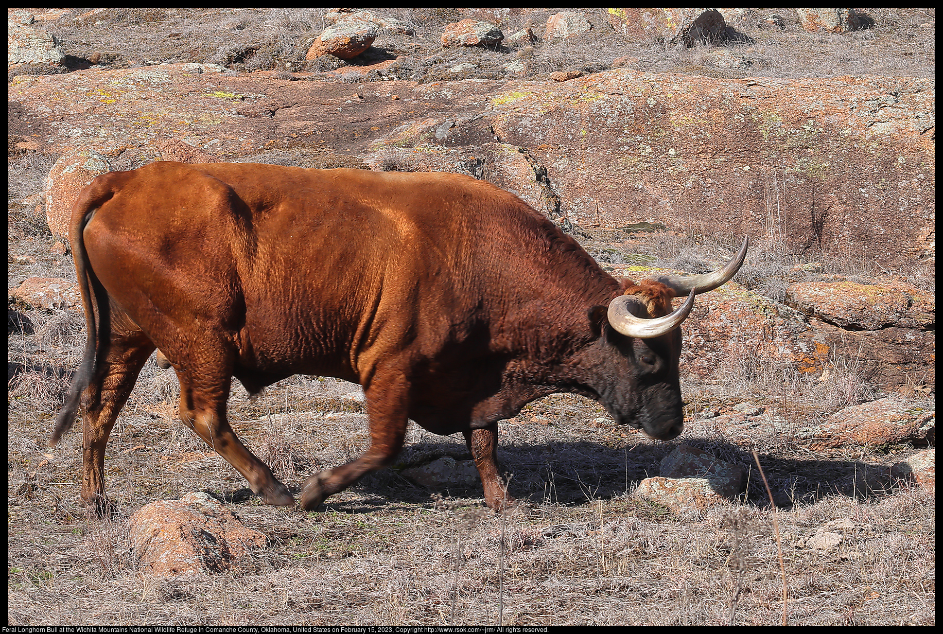Feral Longhorn Bull at the Wichita Mountains National Wildlife Refuge in Comanche County, Oklahoma, United States on February 15, 2023