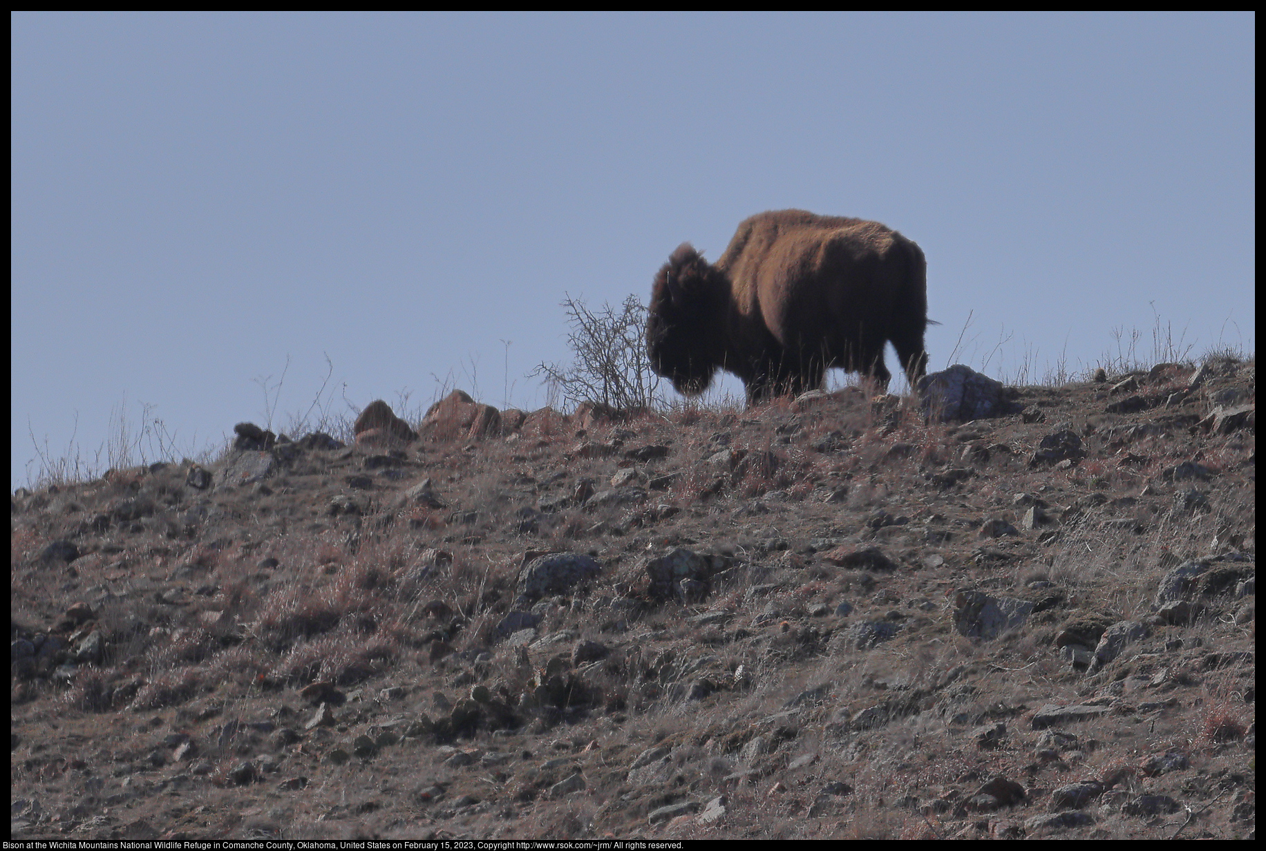 Bison at the Wichita Mountains National Wildlife Refuge in Comanche County, Oklahoma, United States on February 15, 2023