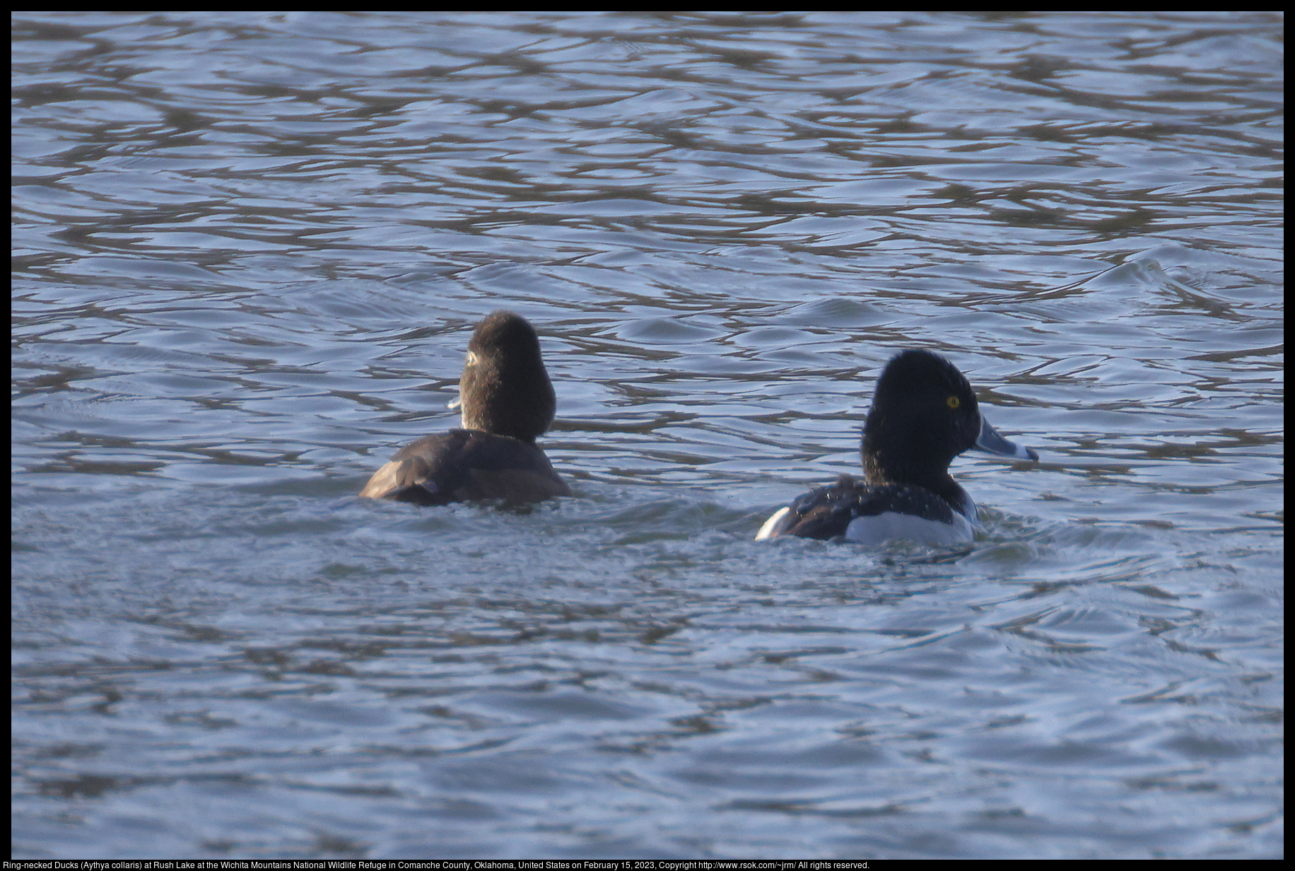 Ring-necked Ducks (Aythya collaris) at Rush Lake at the Wichita Mountains National Wildlife Refuge in Comanche County, Oklahoma, United States on February 15, 2023