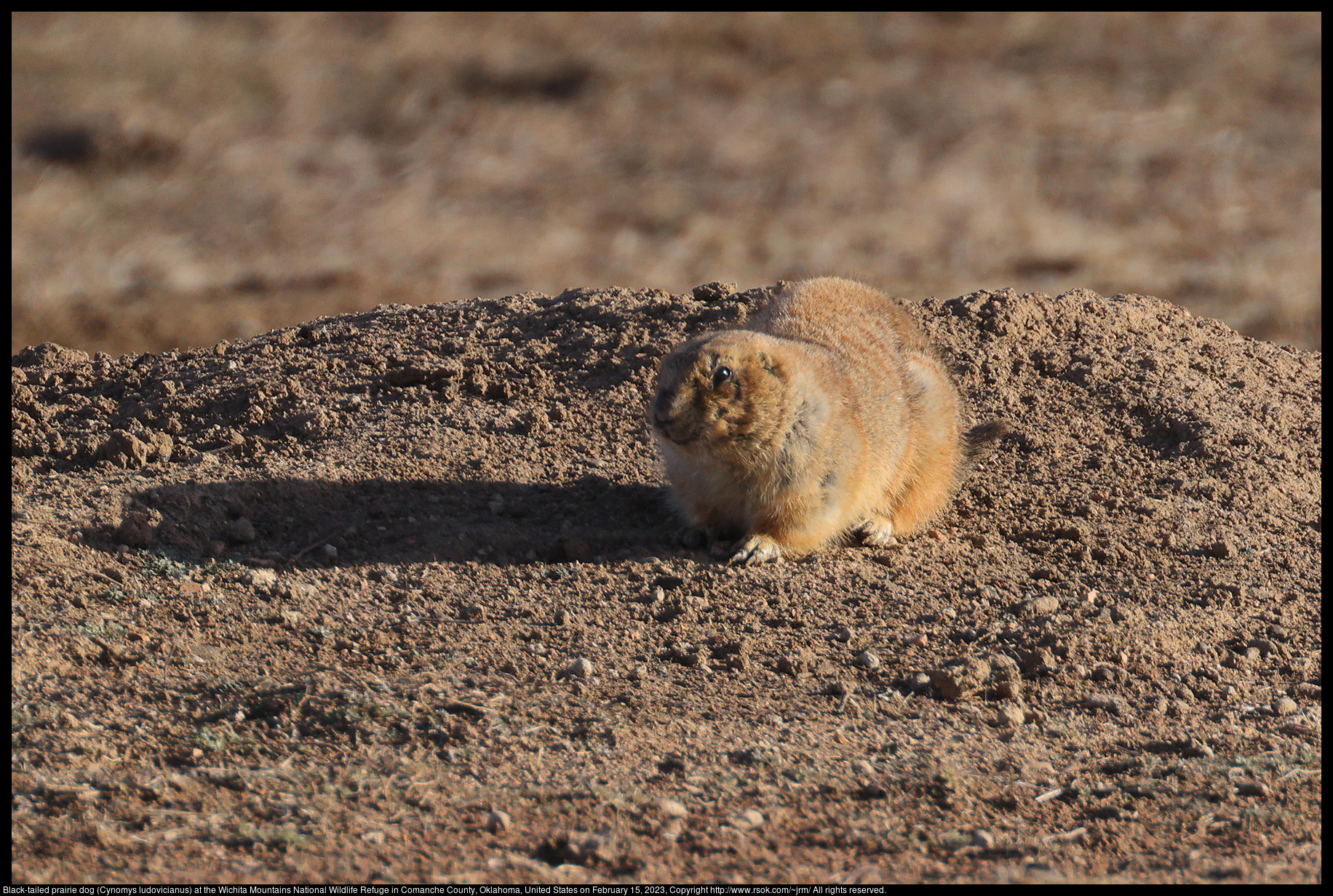 Black-tailed prairie dog (Cynomys ludovicianus) at the Wichita Mountains National Wildlife Refuge in Comanche County, Oklahoma, United States on February 15, 2023
