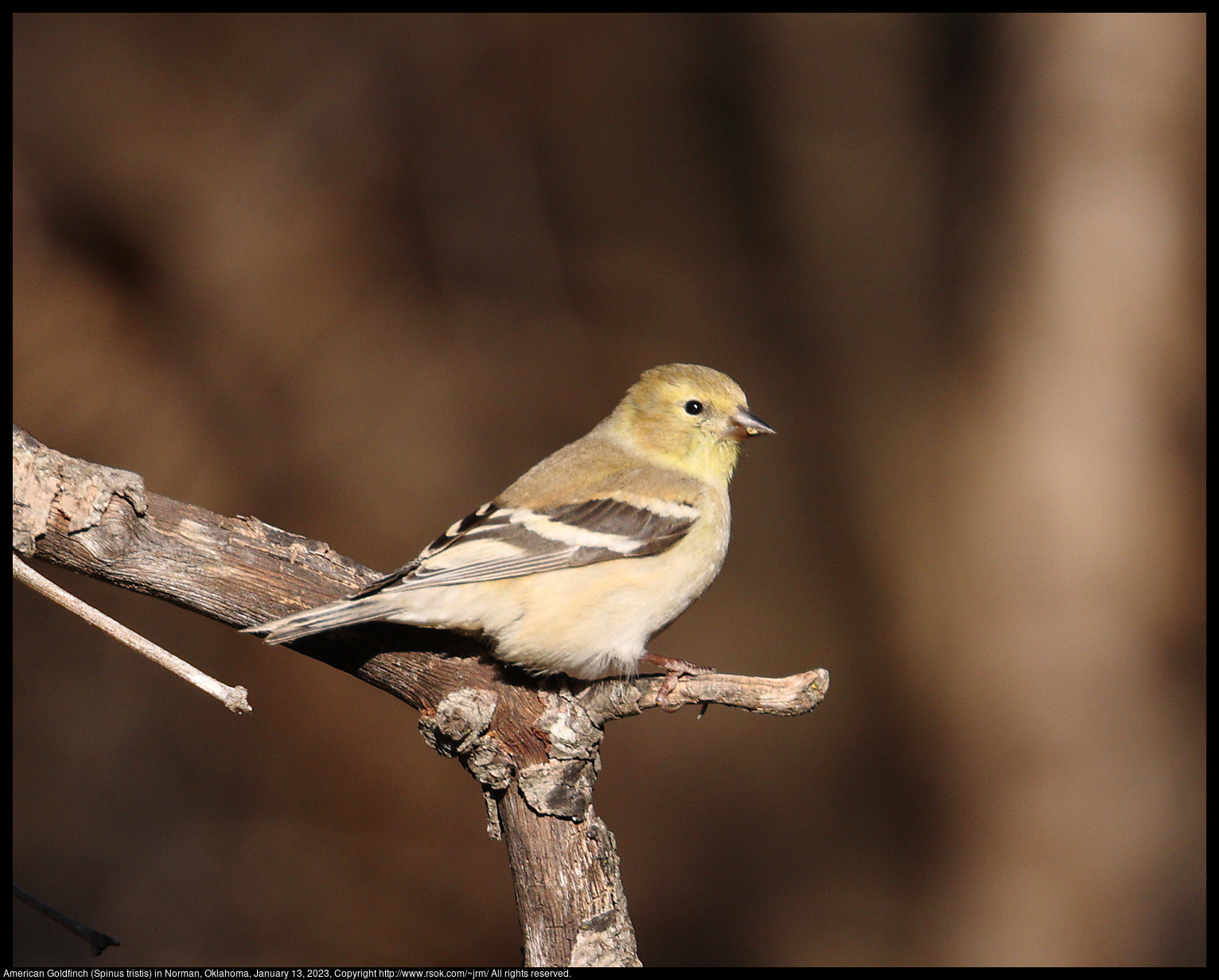 American Goldfinch (Spinus tristis) in Norman, Oklahoma, January 13, 2023