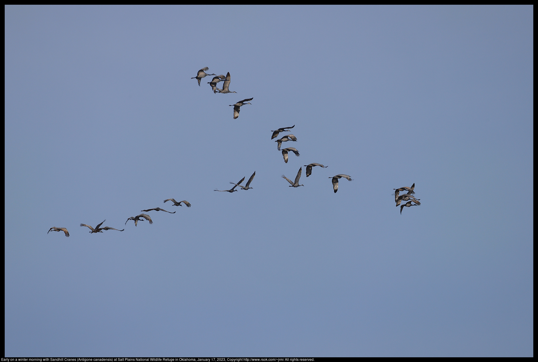 Early on a winter morning with Sandhill Cranes (Antigone canadensis) at Salt Plains National Wildlife Refuge in Oklahoma, January 17, 2023
