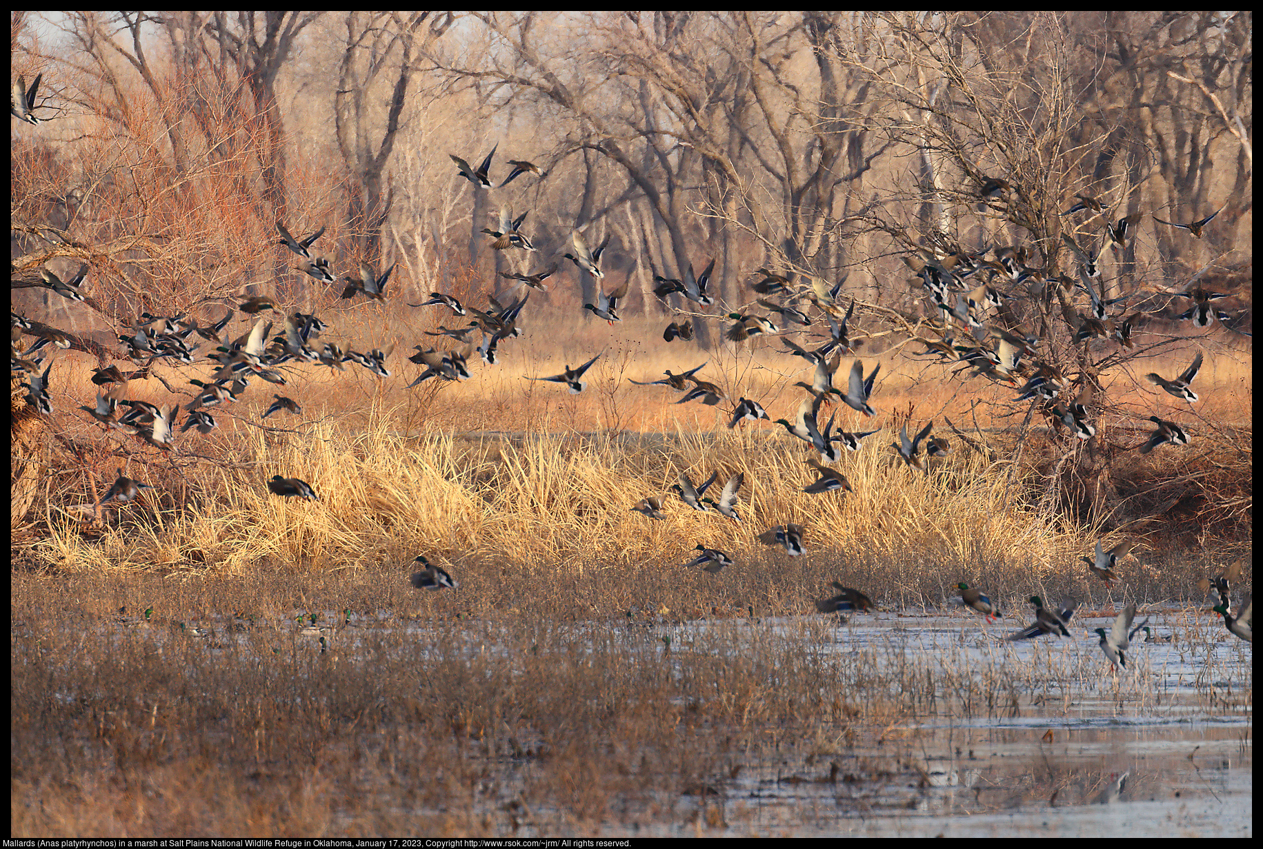 Mallards (Anas platyrhynchos) in a marsh  at Salt Plains National Wildlife Refuge in Oklahoma, January 17, 2023