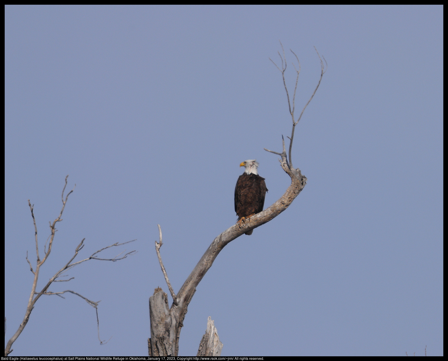 Bald Eagle (Haliaeetus leucocephalus) at Salt Plains National Wildlife Refuge in Oklahoma, January 17, 2023