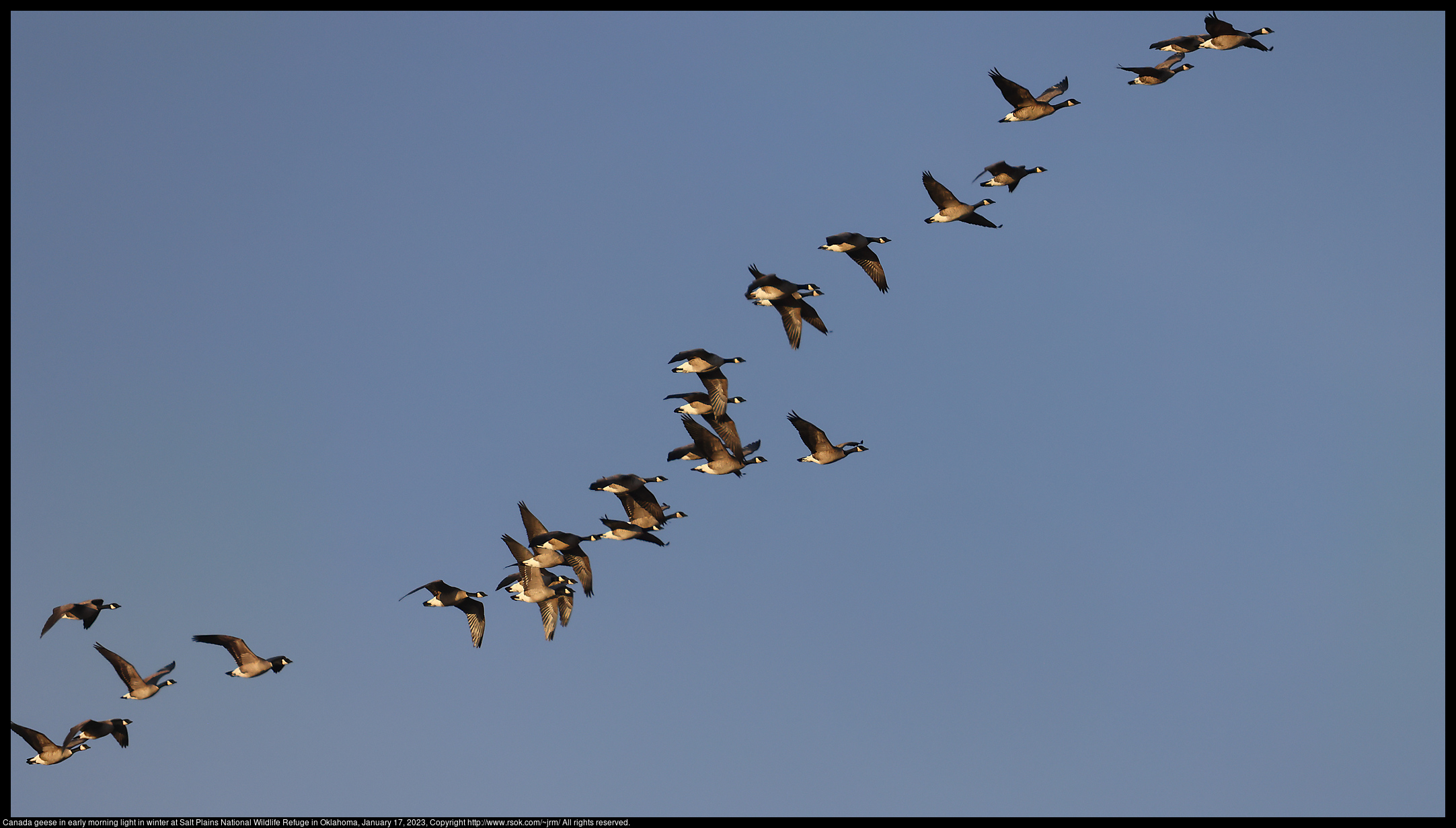 Canada geese in early morning light in winter at Salt Plains National Wildlife Refuge in Oklahoma, January 17, 2023