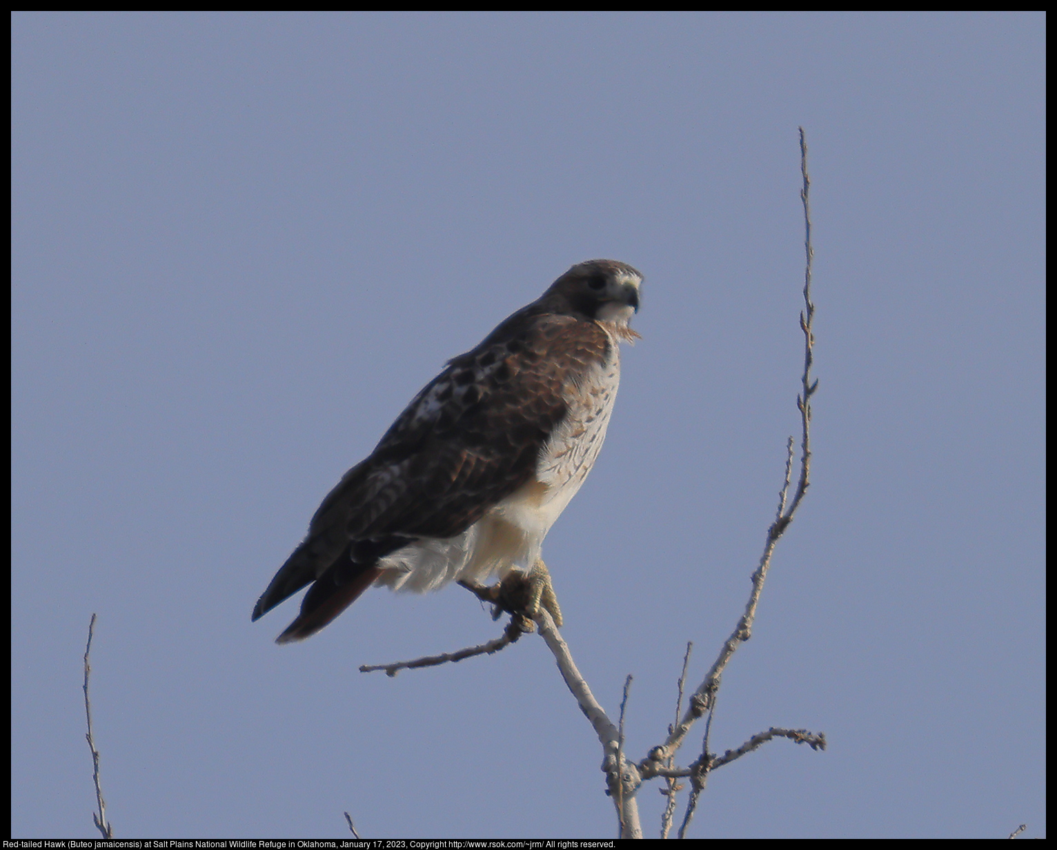 Red-tailed Hawk (Buteo jamaicensis) at Salt Plains National Wildlife Refuge in Oklahoma, January 17, 2023