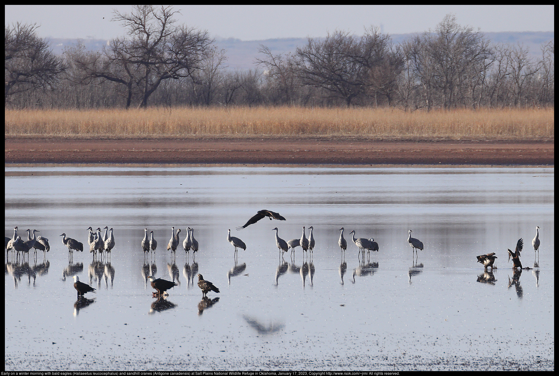 Early on a winter morning with bald eagles (Haliaeetus leucocephalus) and sandhill cranes (Antigone canadensis) at Salt Plains National Wildlife Refuge in Oklahoma, January 17, 2023