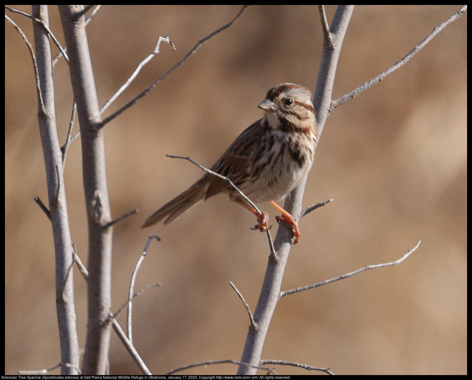 American Tree Sparrow (Spizelloides arborea) at Salt Plains National Wildlife Refuge in Oklahoma, January 17, 2023