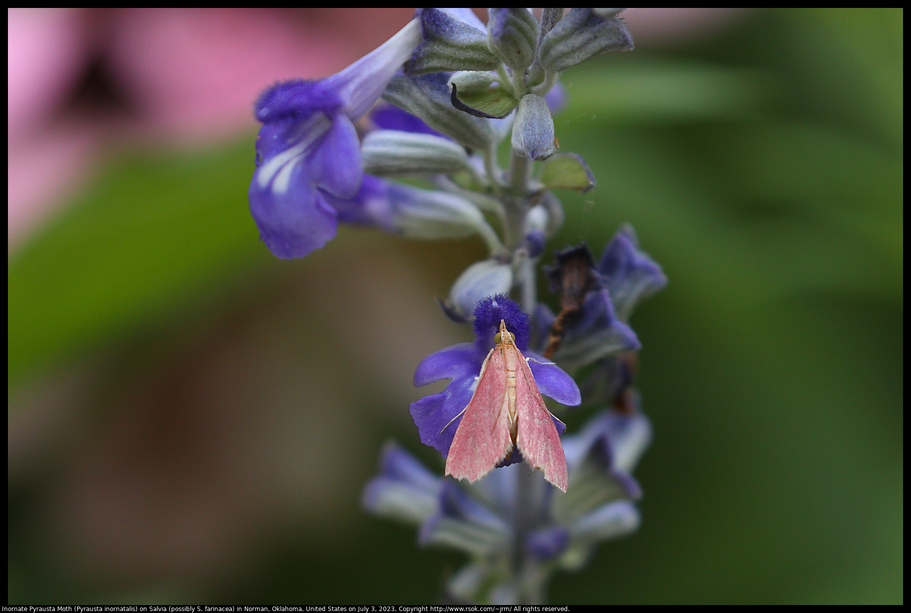 Inornate Pyrausta Moth (Pyrausta inornatalis) on Salvia (possibly S. farinacea) in Norman, Oklahoma, United States on July 3, 2023