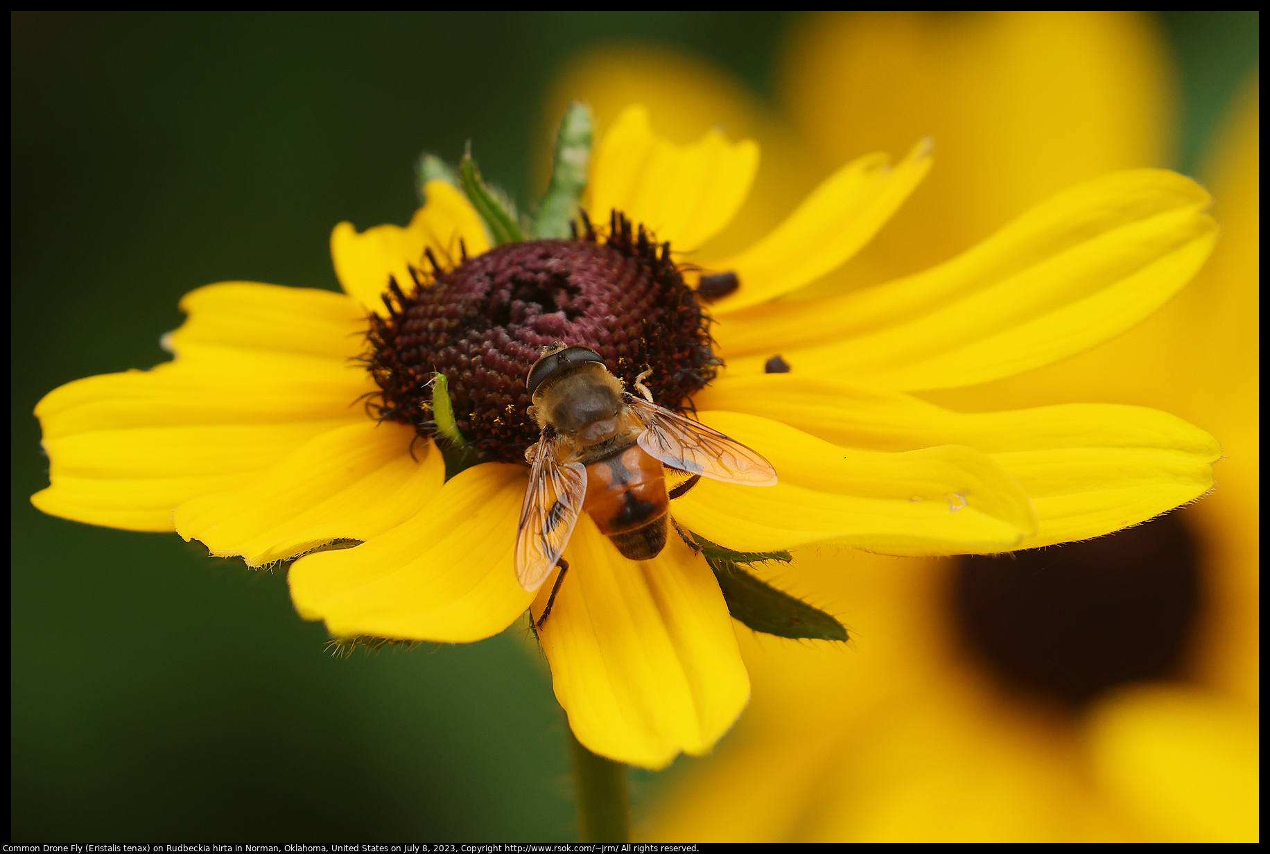 Common Drone Fly (Eristalis tenax) on Rudbeckia hirta in Norman, Oklahoma, United States on July 8, 2023