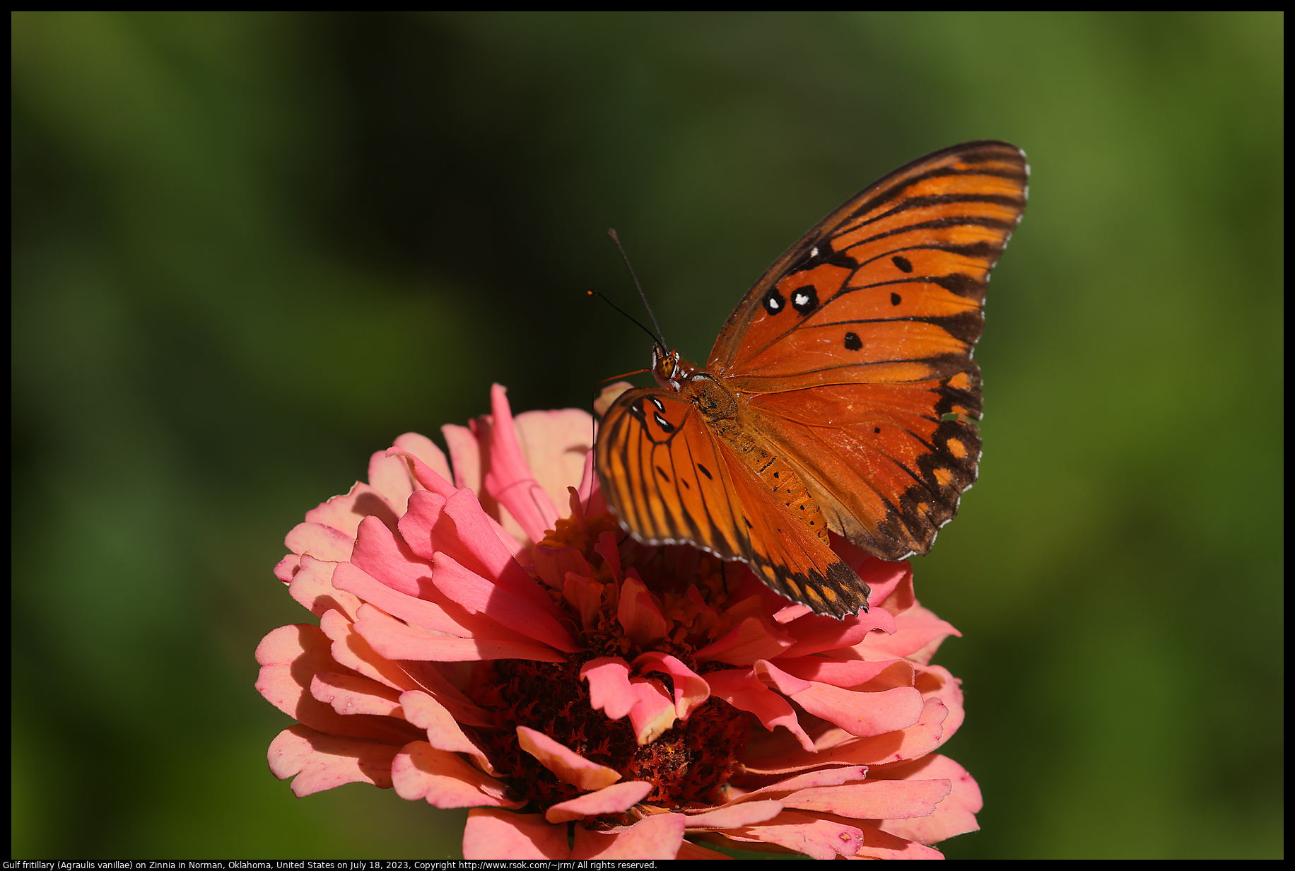 Gulf fritillary (Agraulis vanillae) on Zinnia in Norman, Oklahoma, United States on July 18, 2023