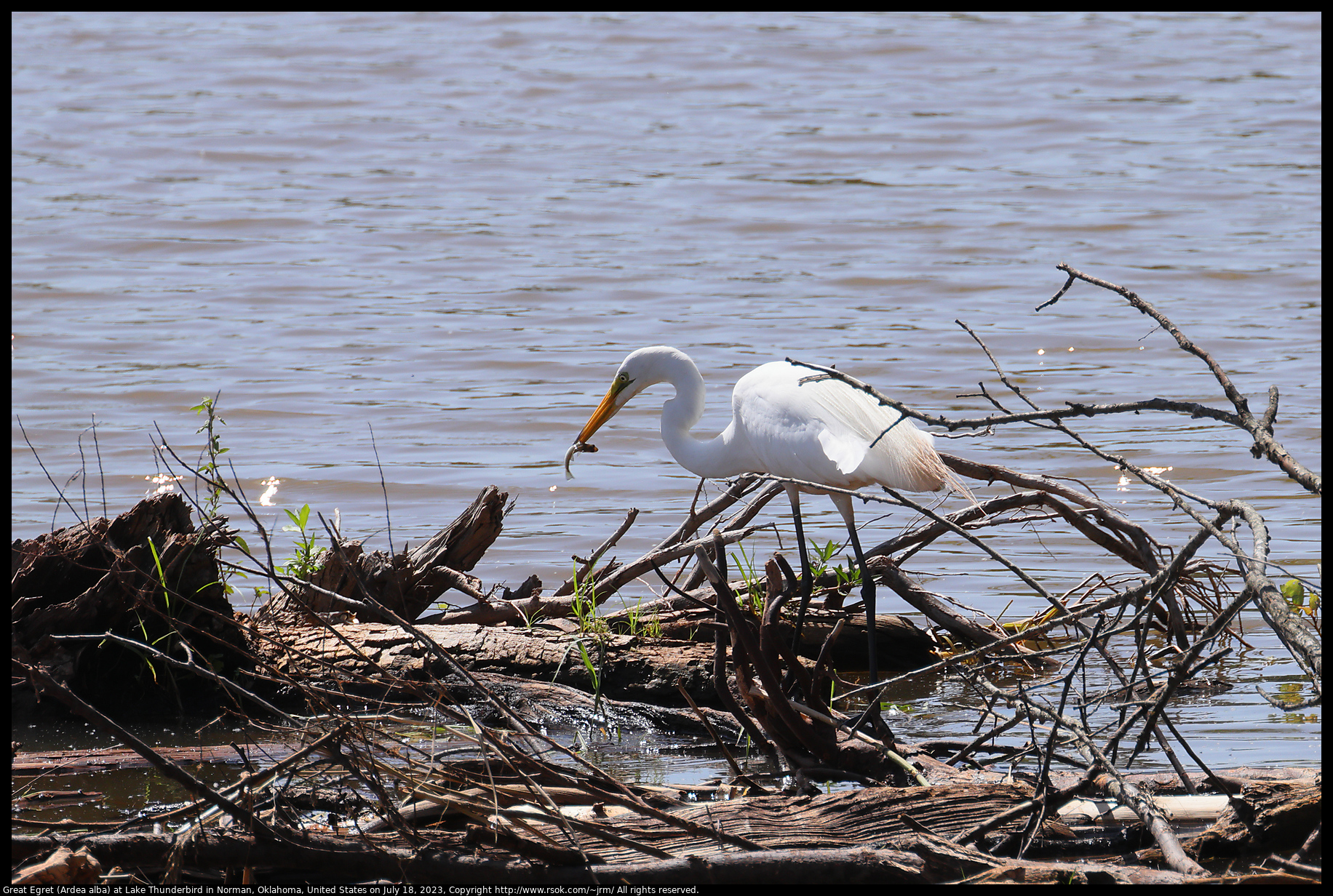 Great Egret (Ardea alba) at Lake Thunderbird in Norman, Oklahoma, United States on July 18, 2023