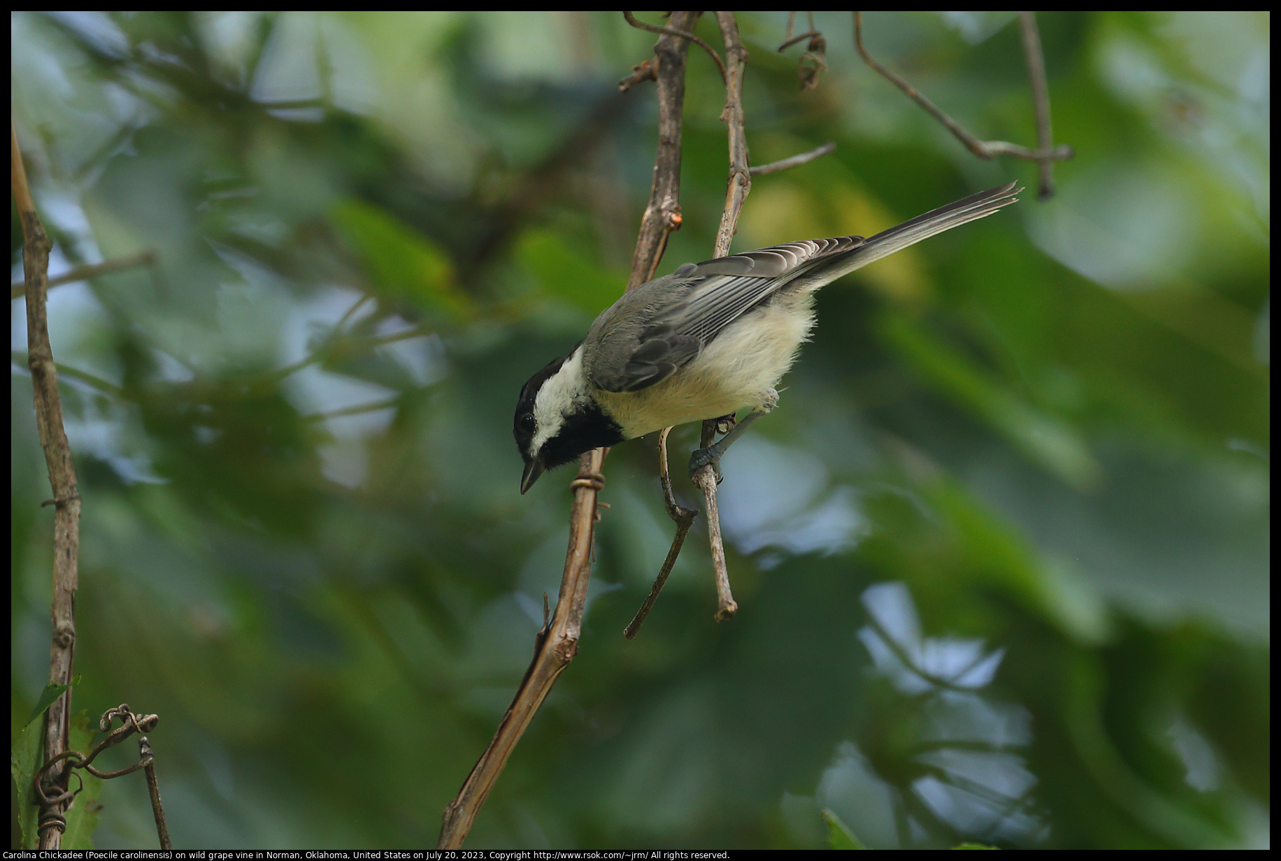 Carolina Chickadee (Poecile carolinensis) on wild grape vine in Norman, Oklahoma, July 20, 2023