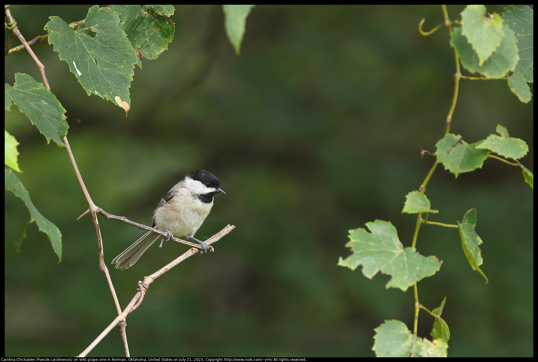 Carolina Chickadee (Poecile carolinensis) on wild grape vine in Norman, Oklahoma, July 21, 2023