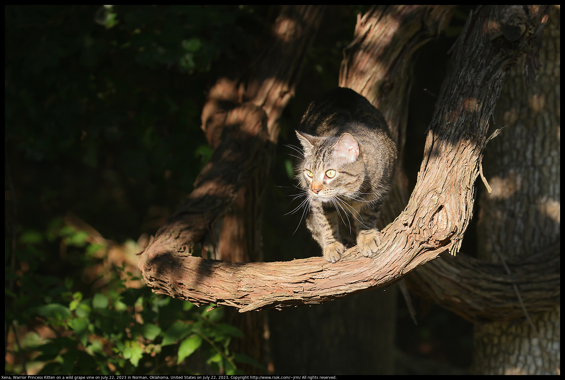 Xena, Warrior Princess Kitten on a wild grape vine on July 22, 2023