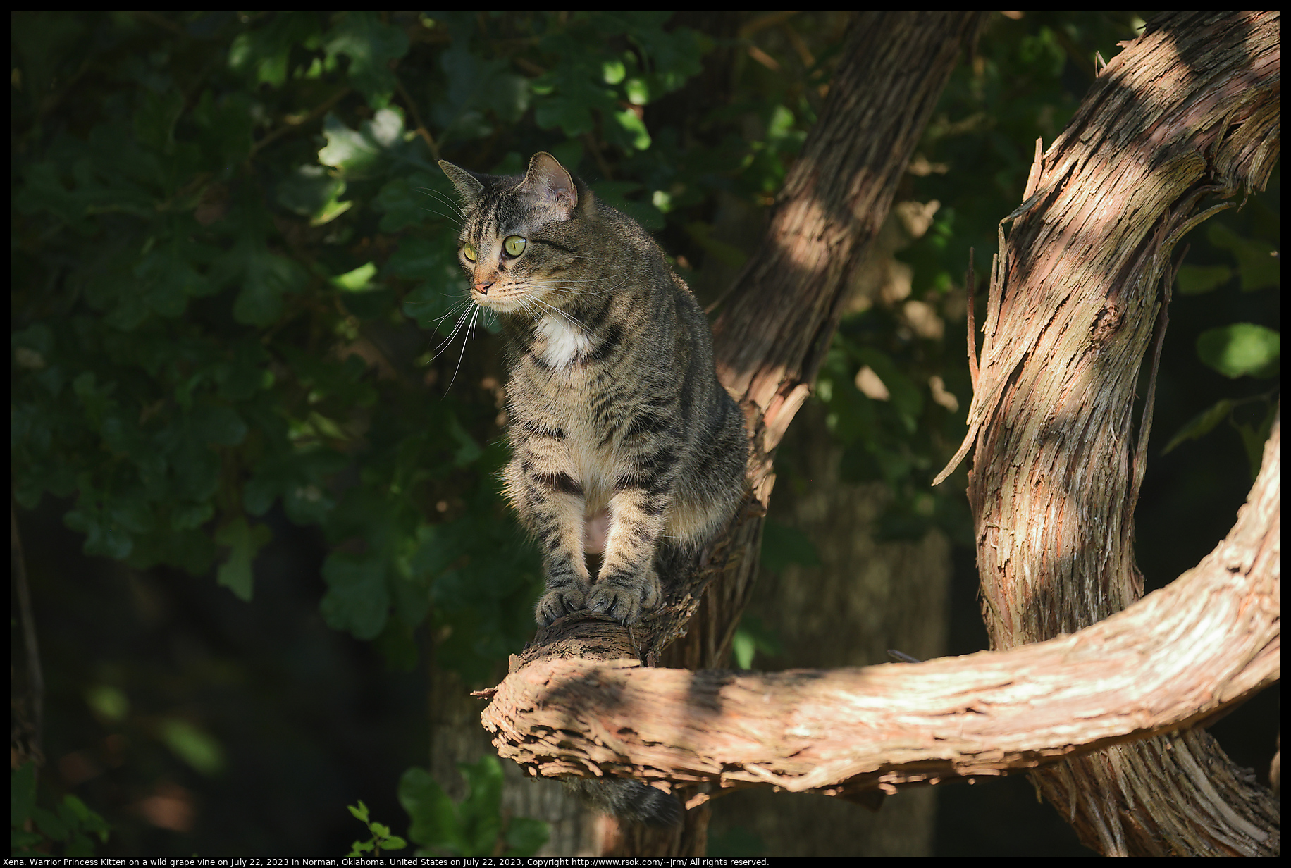 Xena, Warrior Princess Kitten on a wild grape vine on July 22, 2023