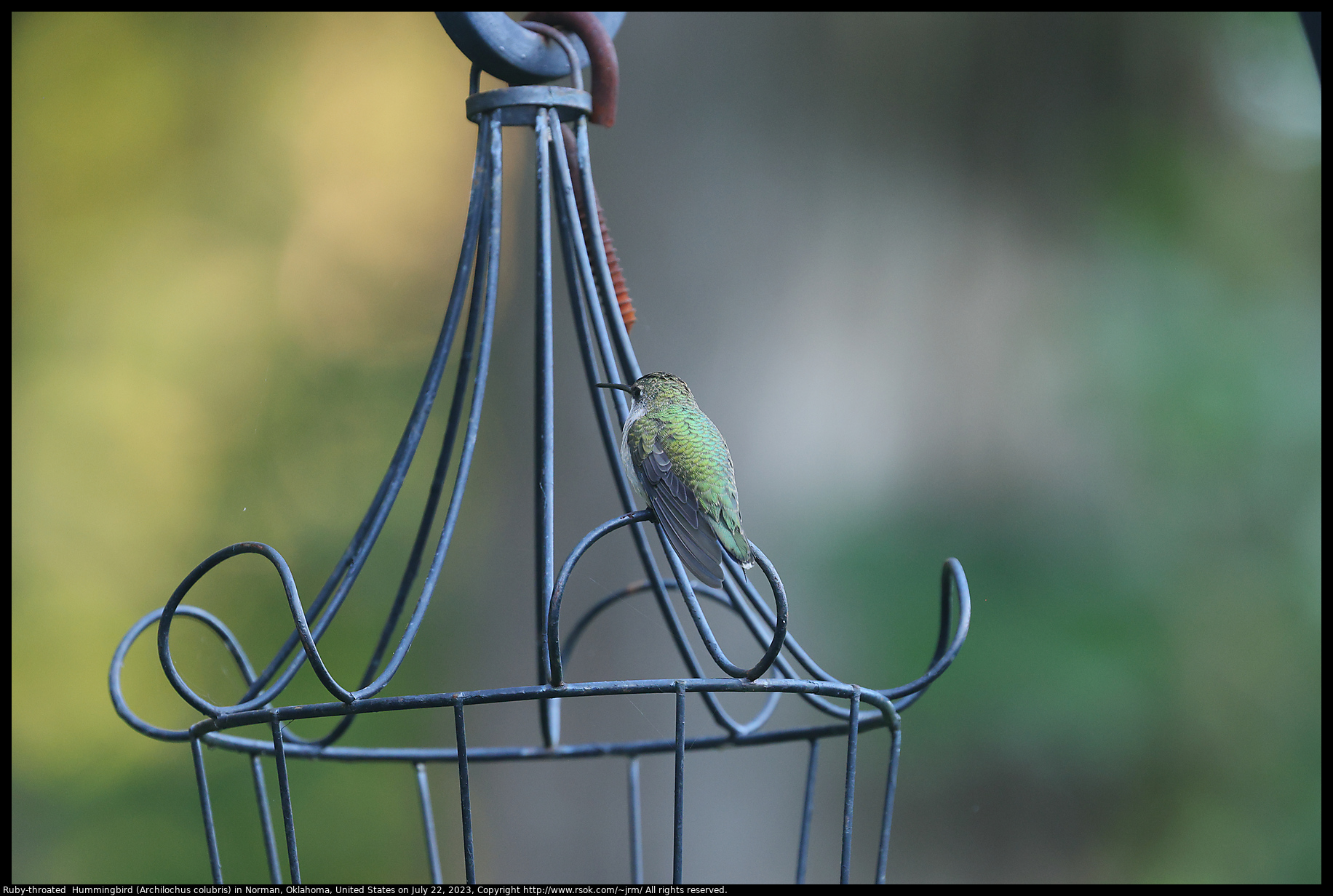 Ruby-throated  Hummingbird (Archilochus colubris) in Norman, Oklahoma, United States, July 22, 2023