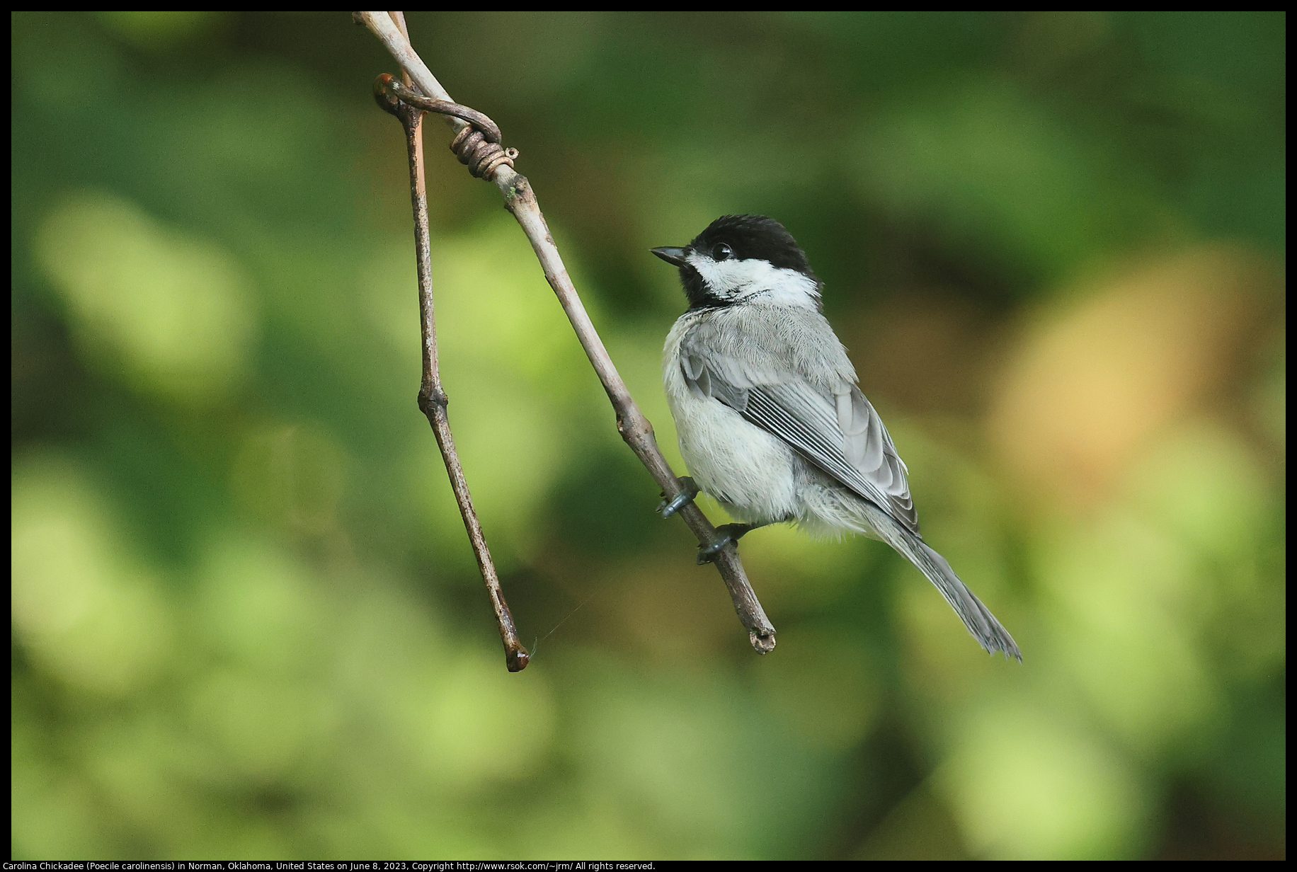 Carolina Chickadee (Poecile carolinensis) in Norman, Oklahoma, June 8, 2023