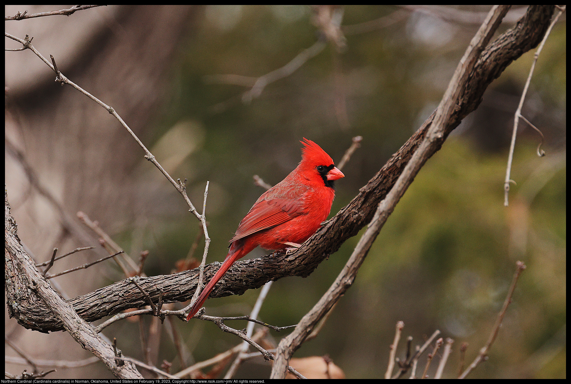 Northern Cardinal (Cardinalis cardinalis) in Norman, Oklahoma, United States on February 19, 2023