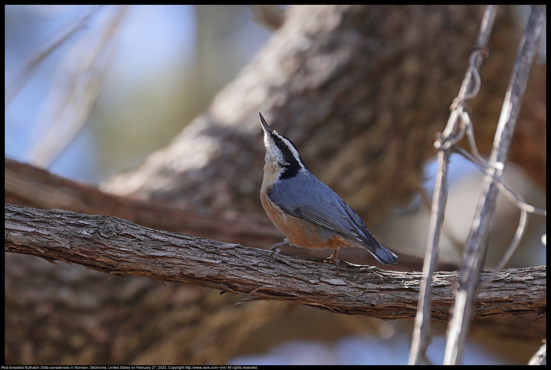 Red-breasted Nuthatch (Sitta canadensis) in Norman, Oklahoma, United States on February 27, 2023