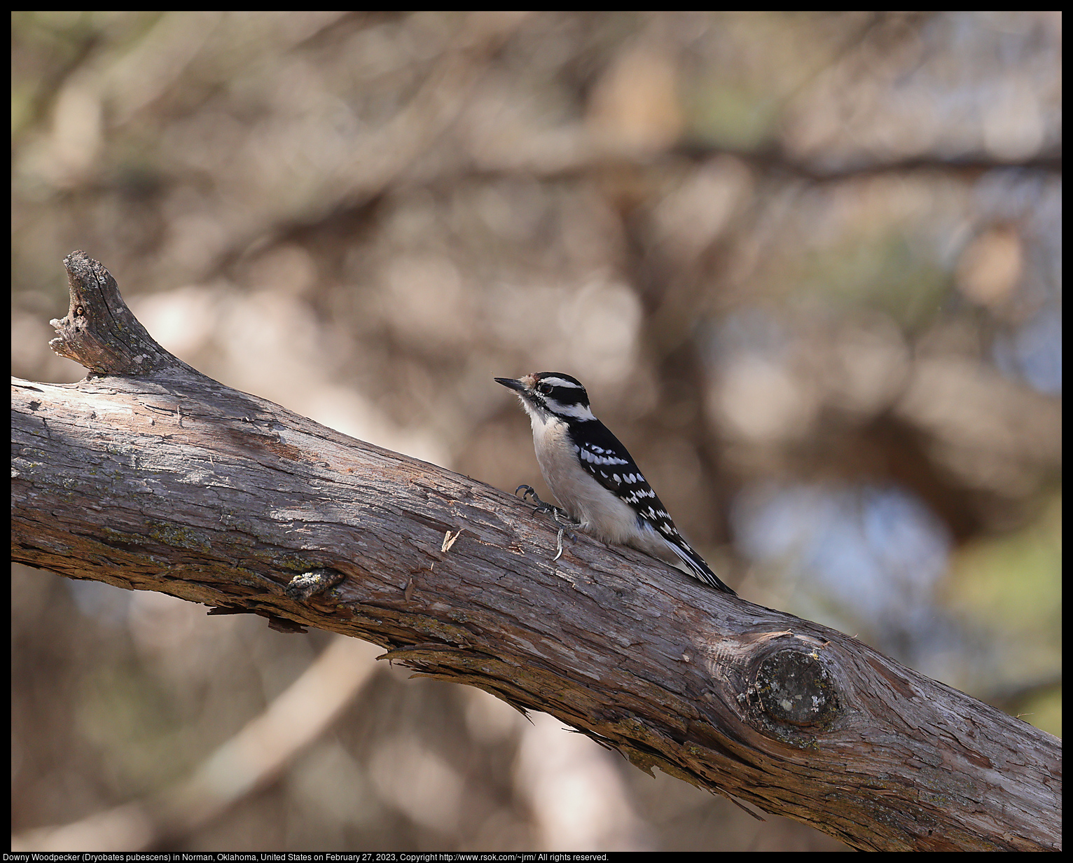 Downy Woodpecker (Dryobates pubescens) in Norman, Oklahoma, United States on February 27, 2023