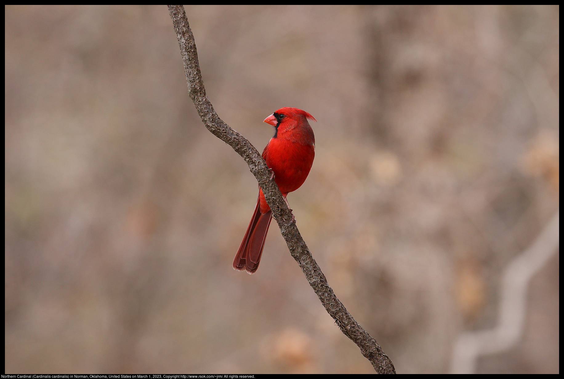 Northern Cardinal (Cardinalis cardinalis) in Norman, Oklahoma, United States on March 1, 2023
