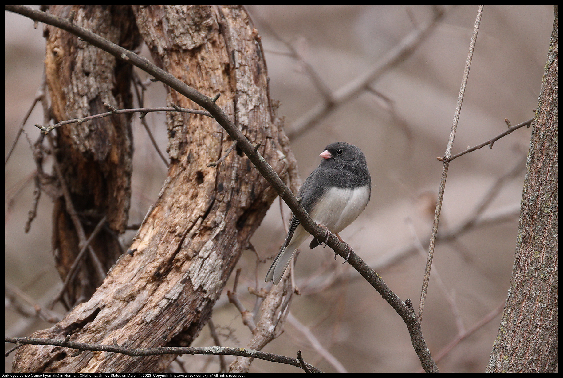 Dark-eyed Junco (Junco hyemalis) in Norman, Oklahoma, United States on March 1, 2023