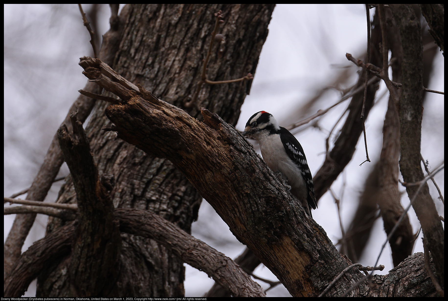Downy Woodpecker (Dryobates pubescens) in Norman, Oklahoma, United States on March 1, 2023