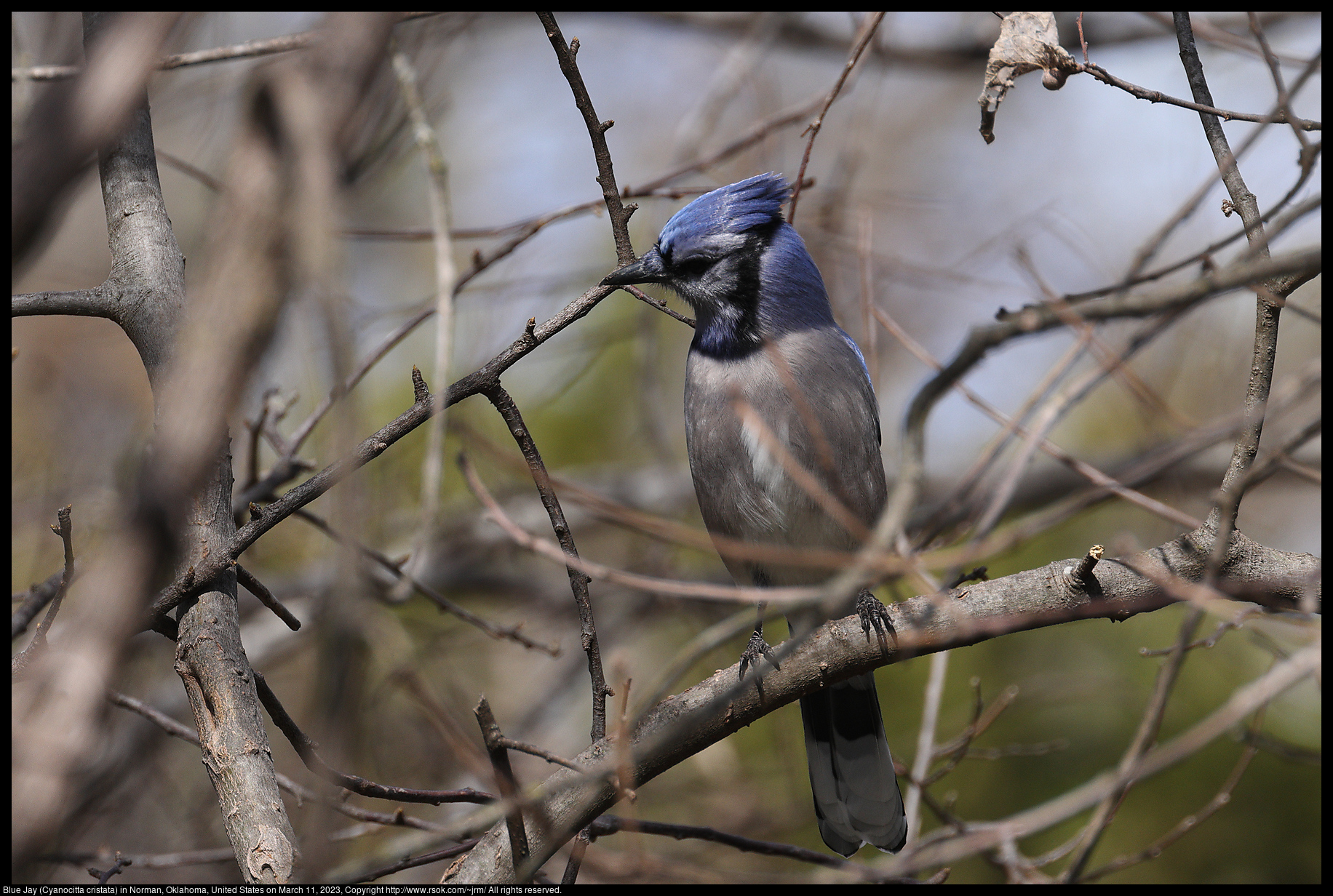 Blue Jay (Cyanocitta cristata) in Norman, Oklahoma, United States on March 11, 2023