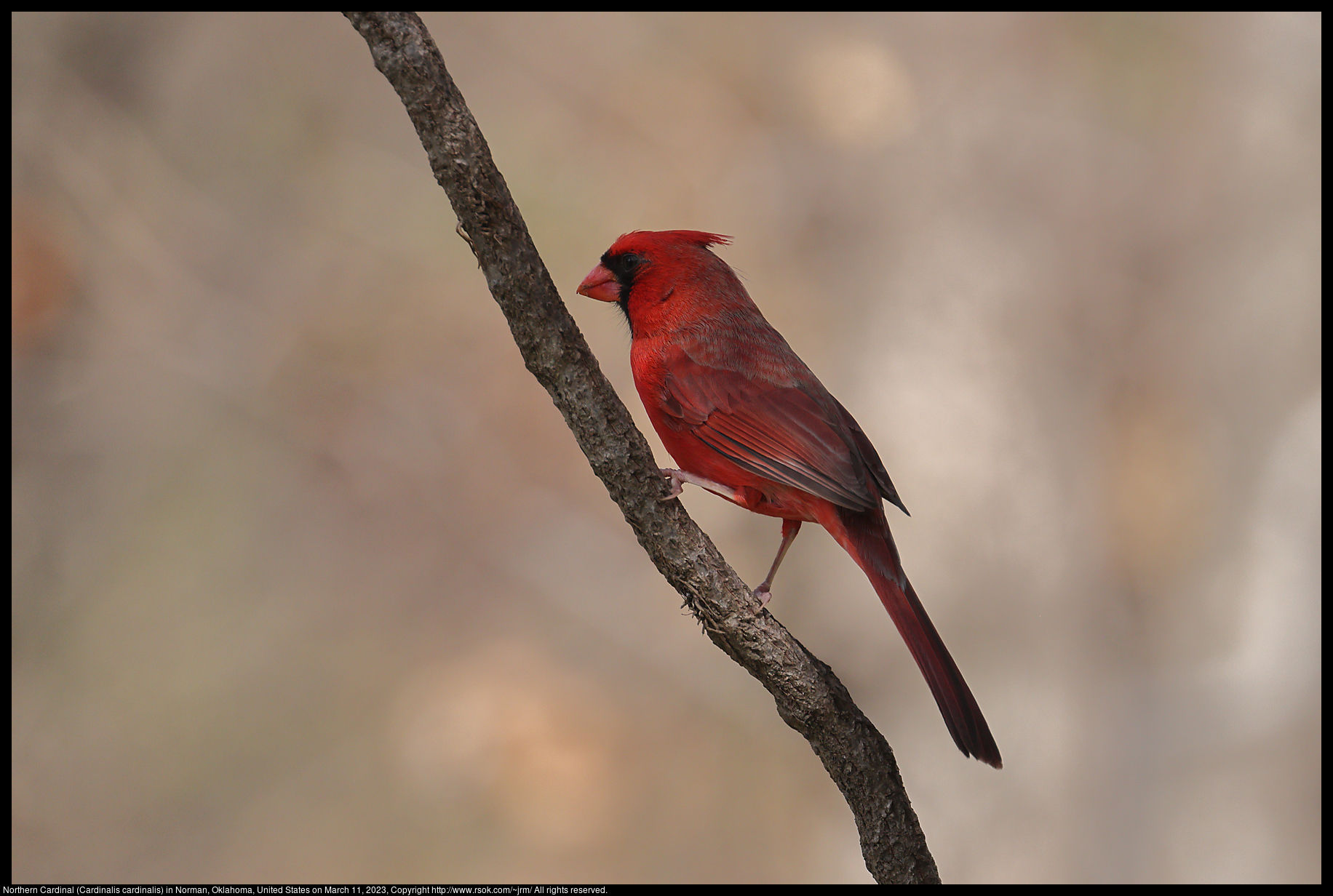 Northern Cardinal (Cardinalis cardinalis) in Norman, Oklahoma, United States on March 11, 2023