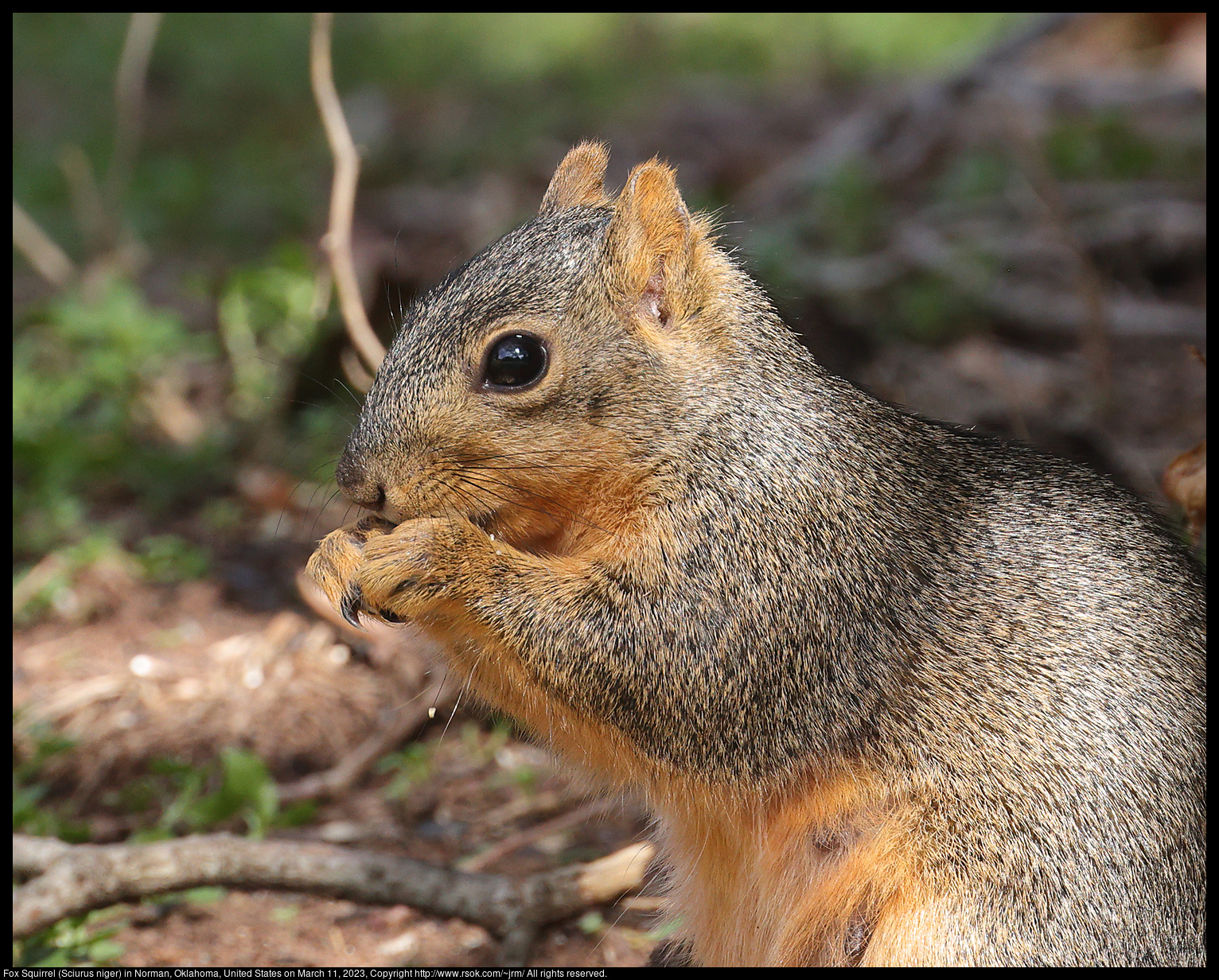Fox Squirrel (Sciurus niger) in Norman, Oklahoma, United States on March 11, 2023