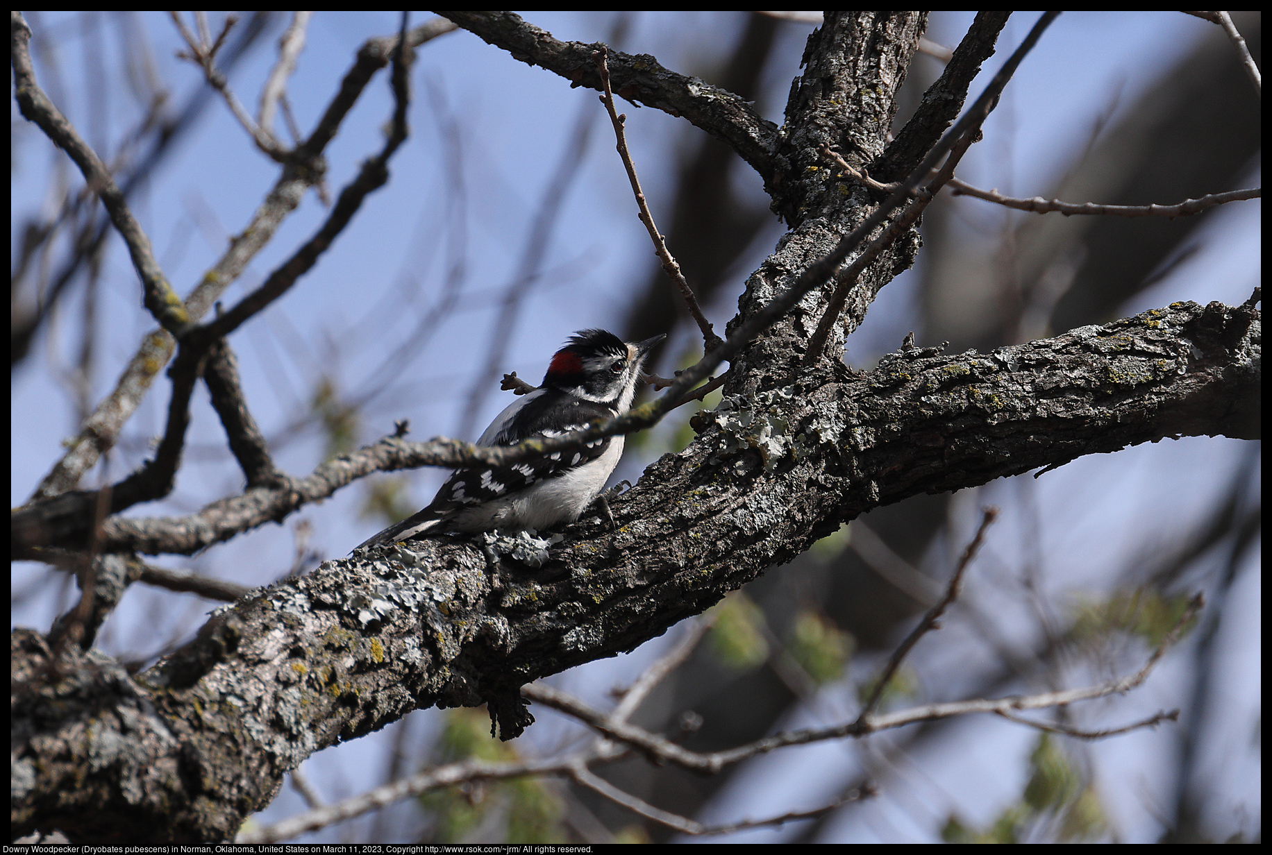 Downy Woodpecker (Dryobates pubescens) in Norman, Oklahoma, United States on March 11, 2023
