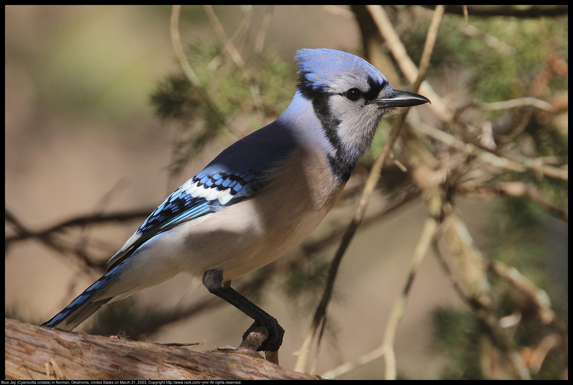 Blue Jay (Cyanocitta cristata) in Norman, Oklahoma, United States on March 21, 2023