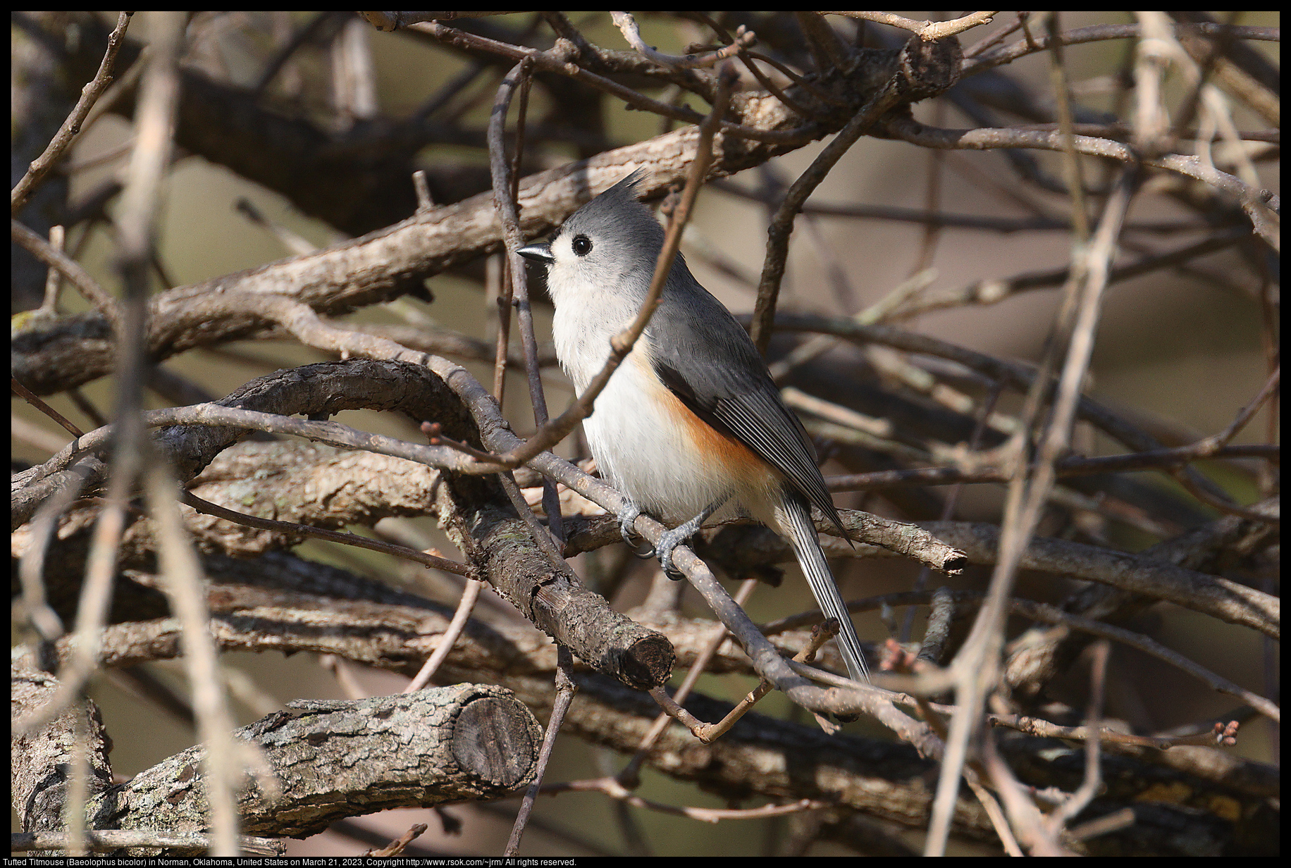 Tufted Titmouse (Baeolophus bicolor) in Norman, Oklahoma, United States on March 21, 2023