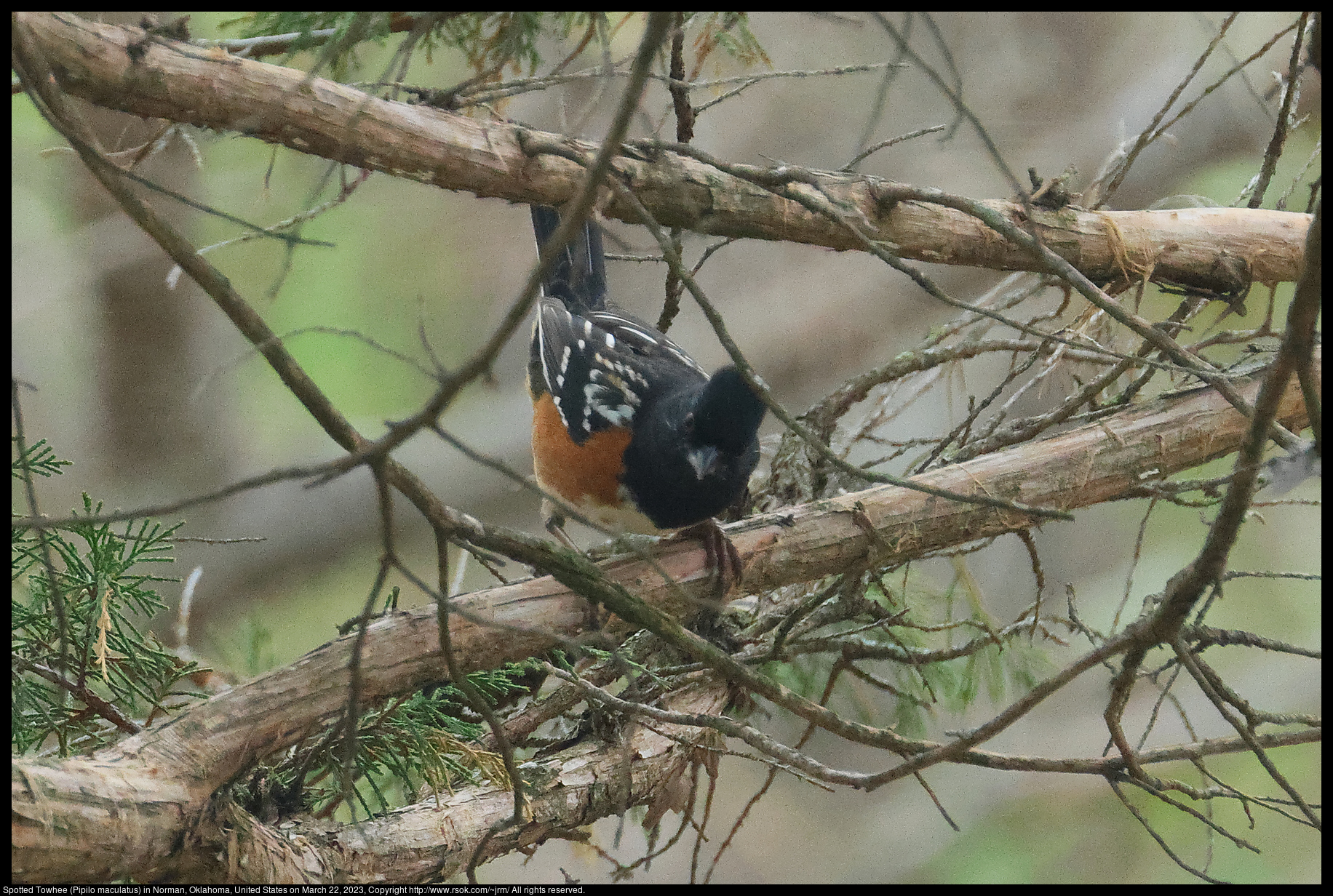Spotted Towhee (Pipilo maculatus) in Norman, Oklahoma, United States on March 22, 2023