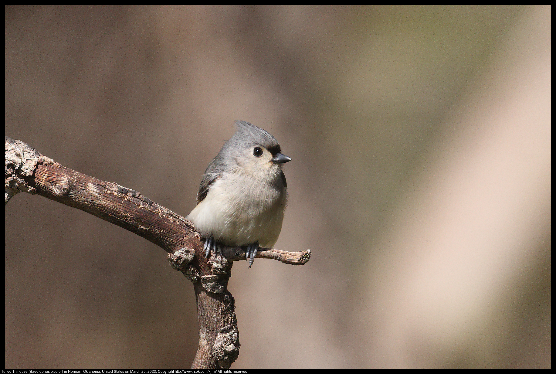 Tufted Titmouse (Baeolophus bicolor) in Norman, Oklahoma, United States on March 25, 2023
