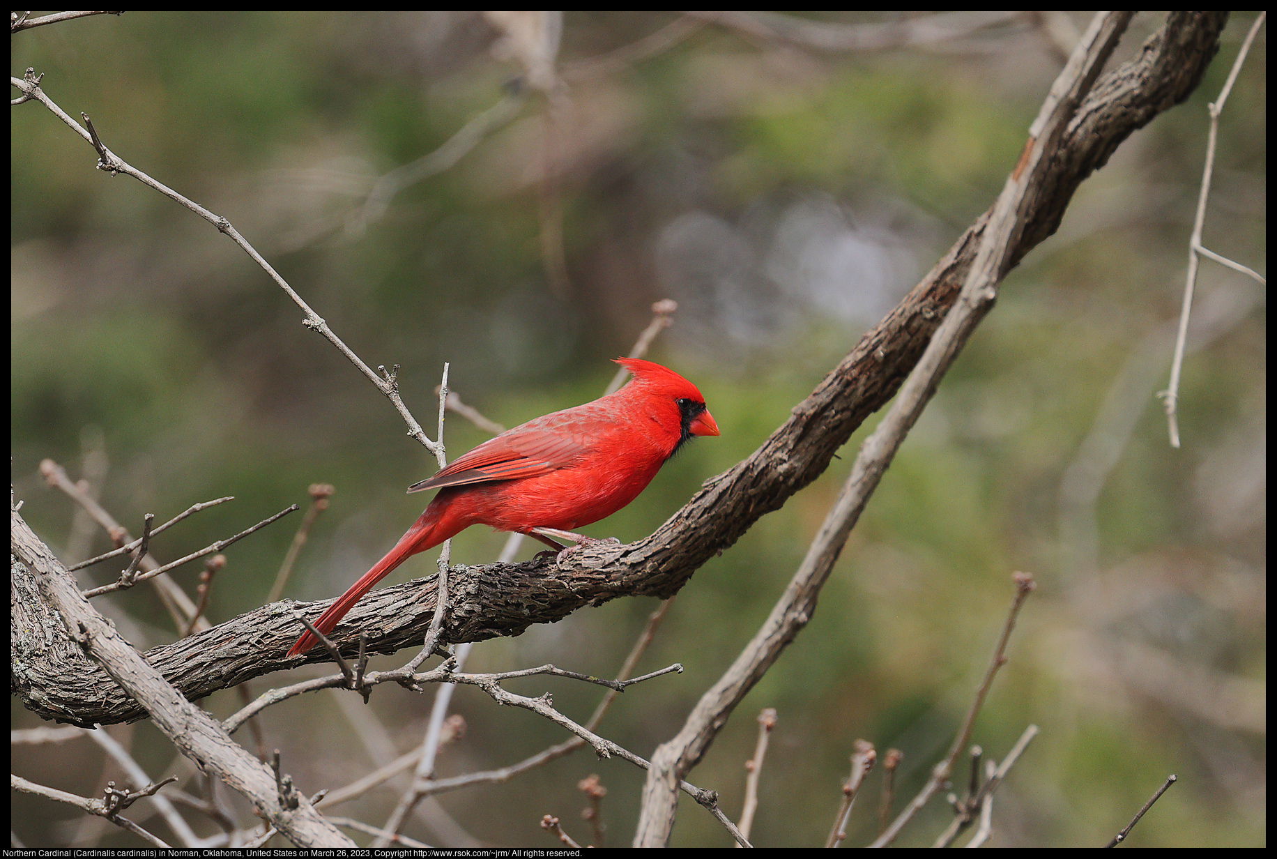 Northern Cardinal (Cardinalis cardinalis) in Norman, Oklahoma, United States on March 26, 2023