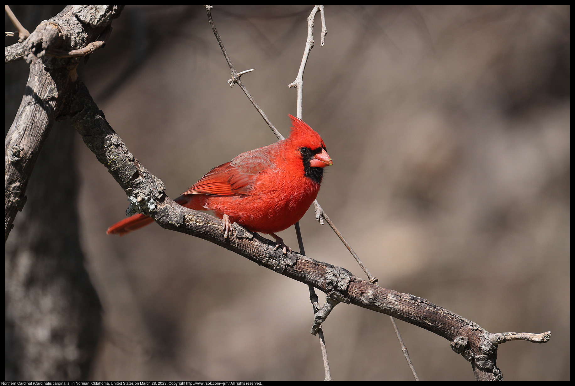 Northern Cardinal (Cardinalis cardinalis) in Norman, Oklahoma, United States on March 28, 2023