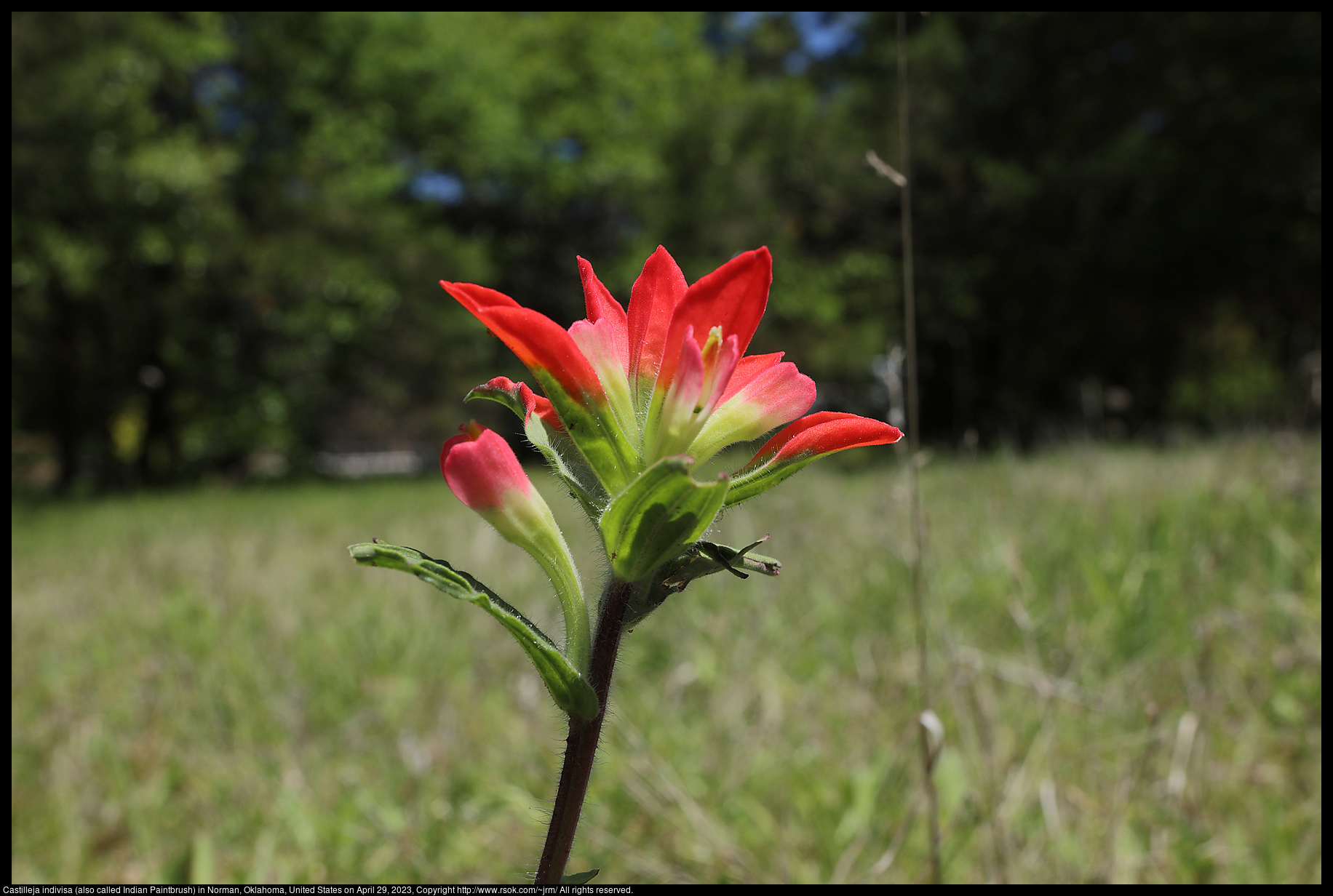 Castilleja indivisa (also called Indian Paintbrush) in Norman, Oklahoma, United States on April 29, 2023