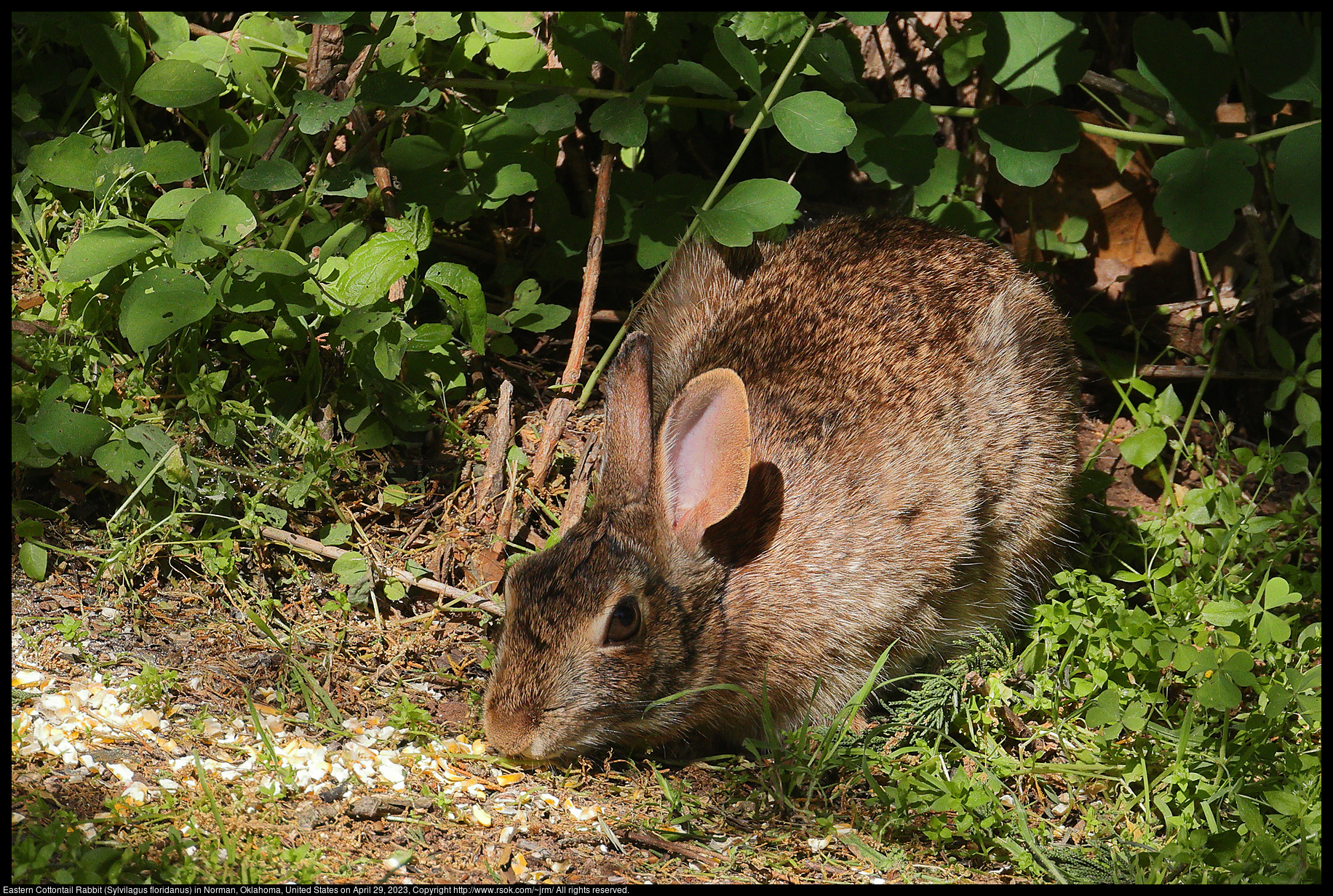 Eastern Cottontail Rabbit (Sylvilagus floridanus) in Norman, Oklahoma, United States on April 29, 2023