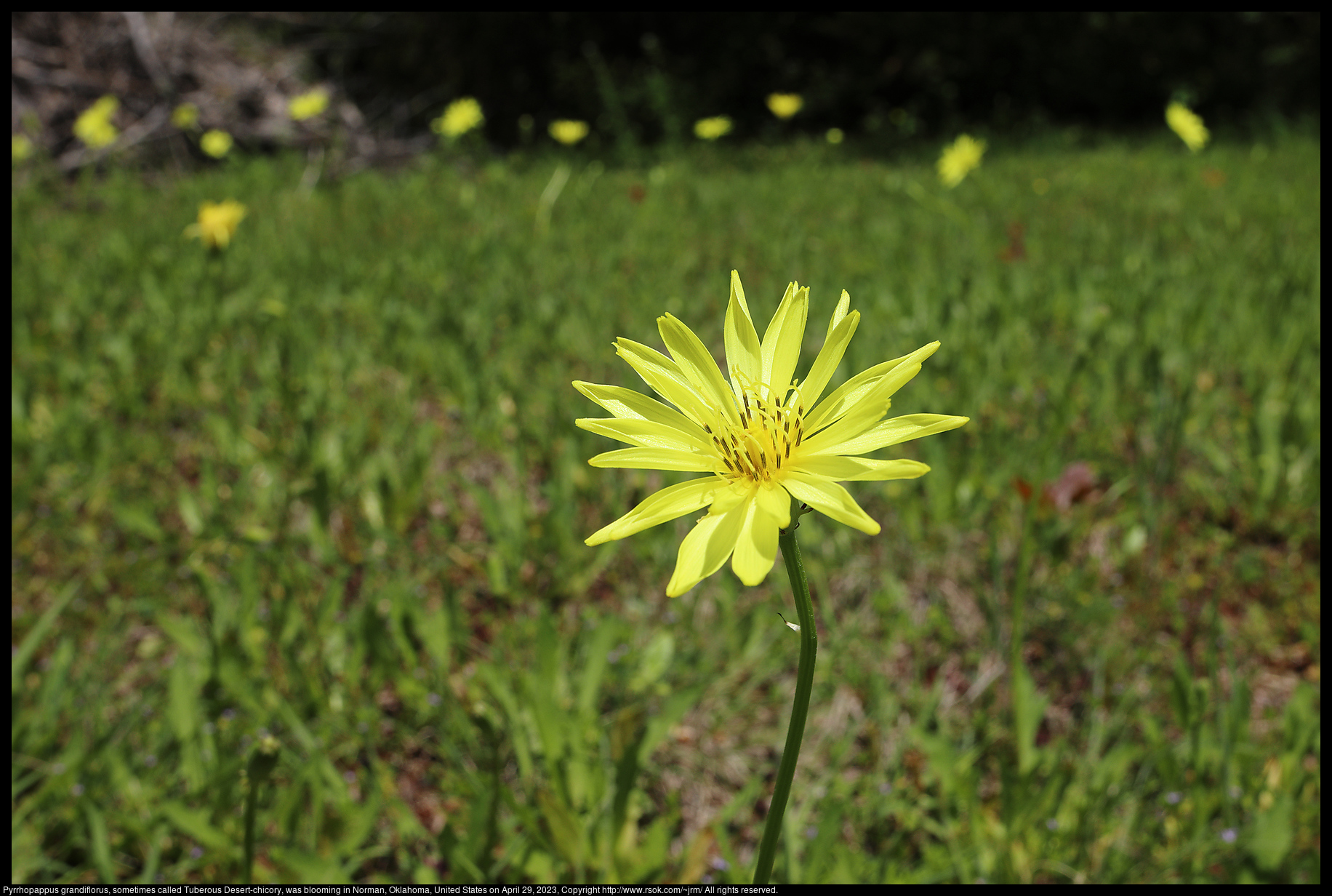 Pyrrhopappus grandiflorus, sometimes called Tuberous Desert-chicory, was blooming in Norman, Oklahoma, United States on April 29, 2023